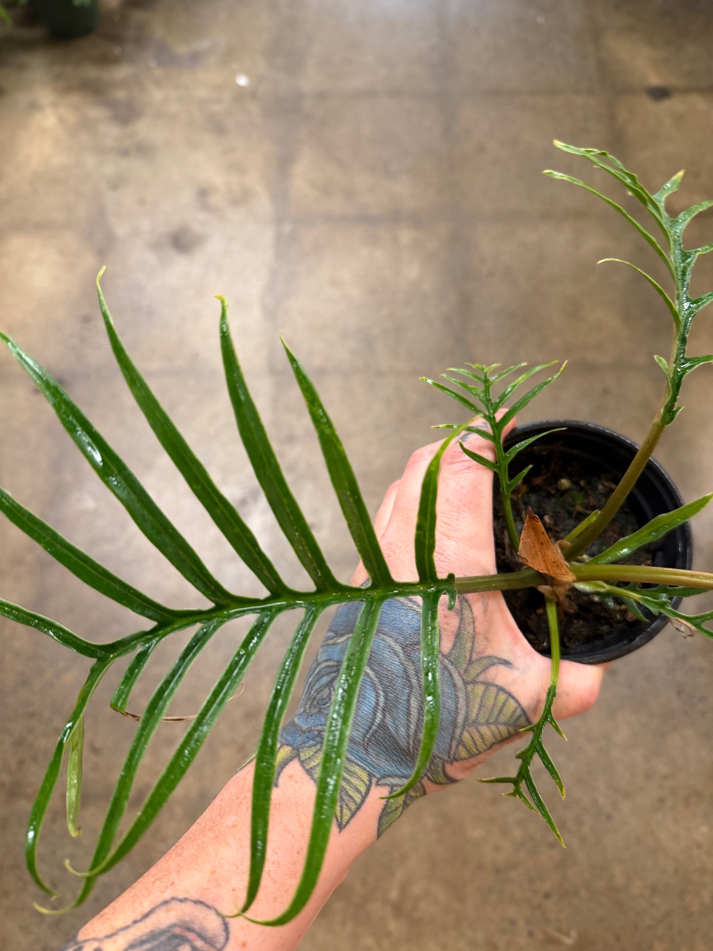 Philodendron Tortum