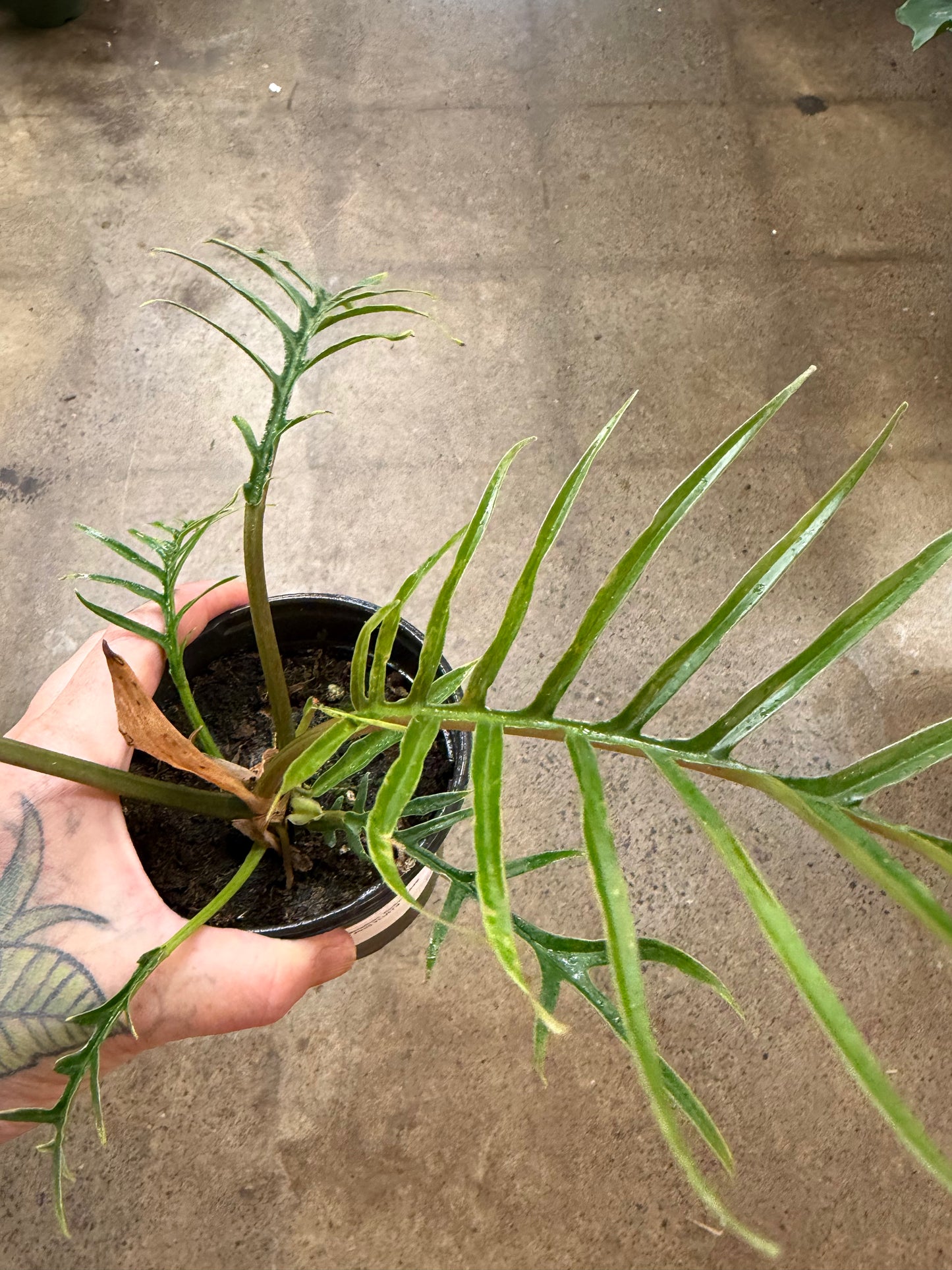 Philodendron Tortum