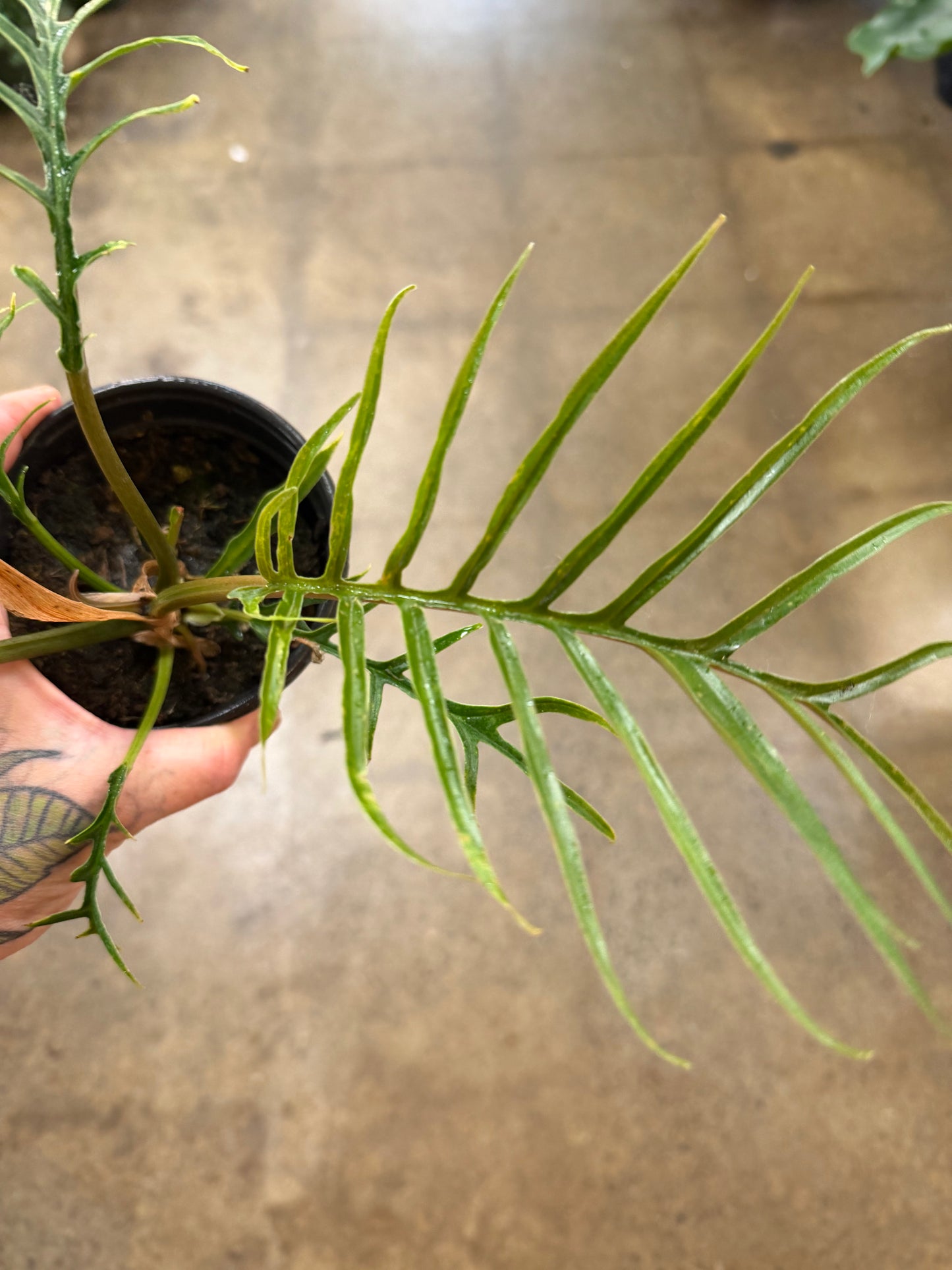 Philodendron Tortum