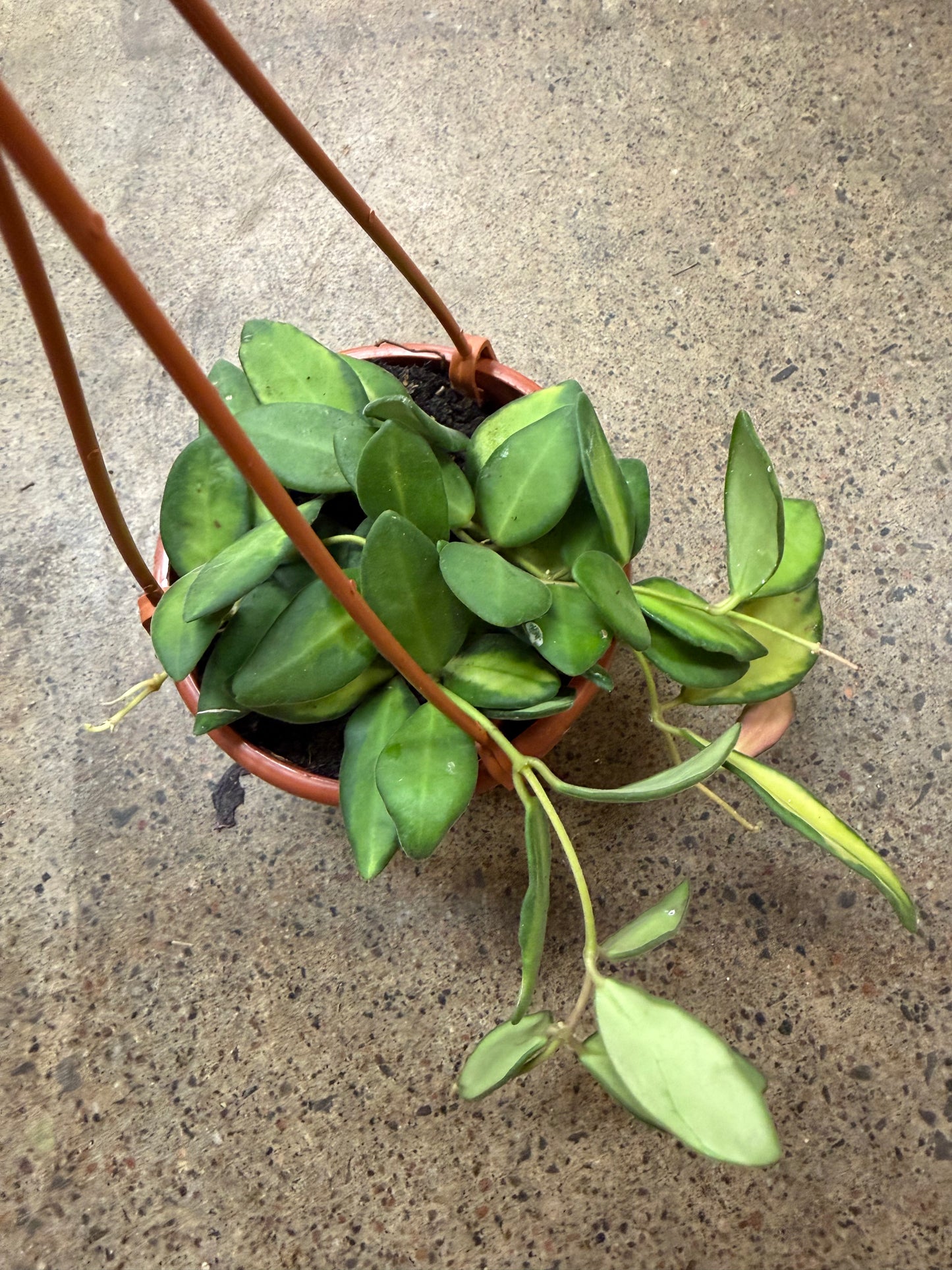 Hoya Burtoniae Variegated