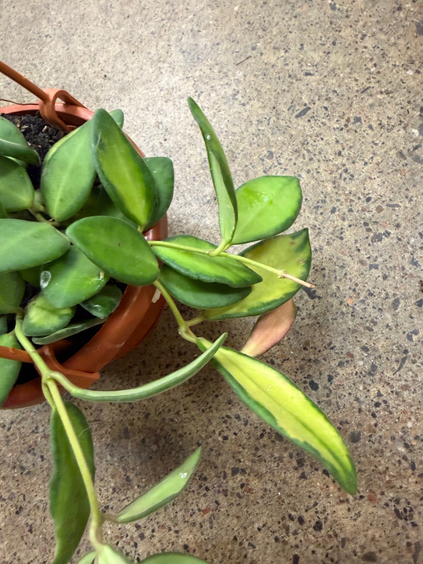 Hoya Burtoniae Variegated