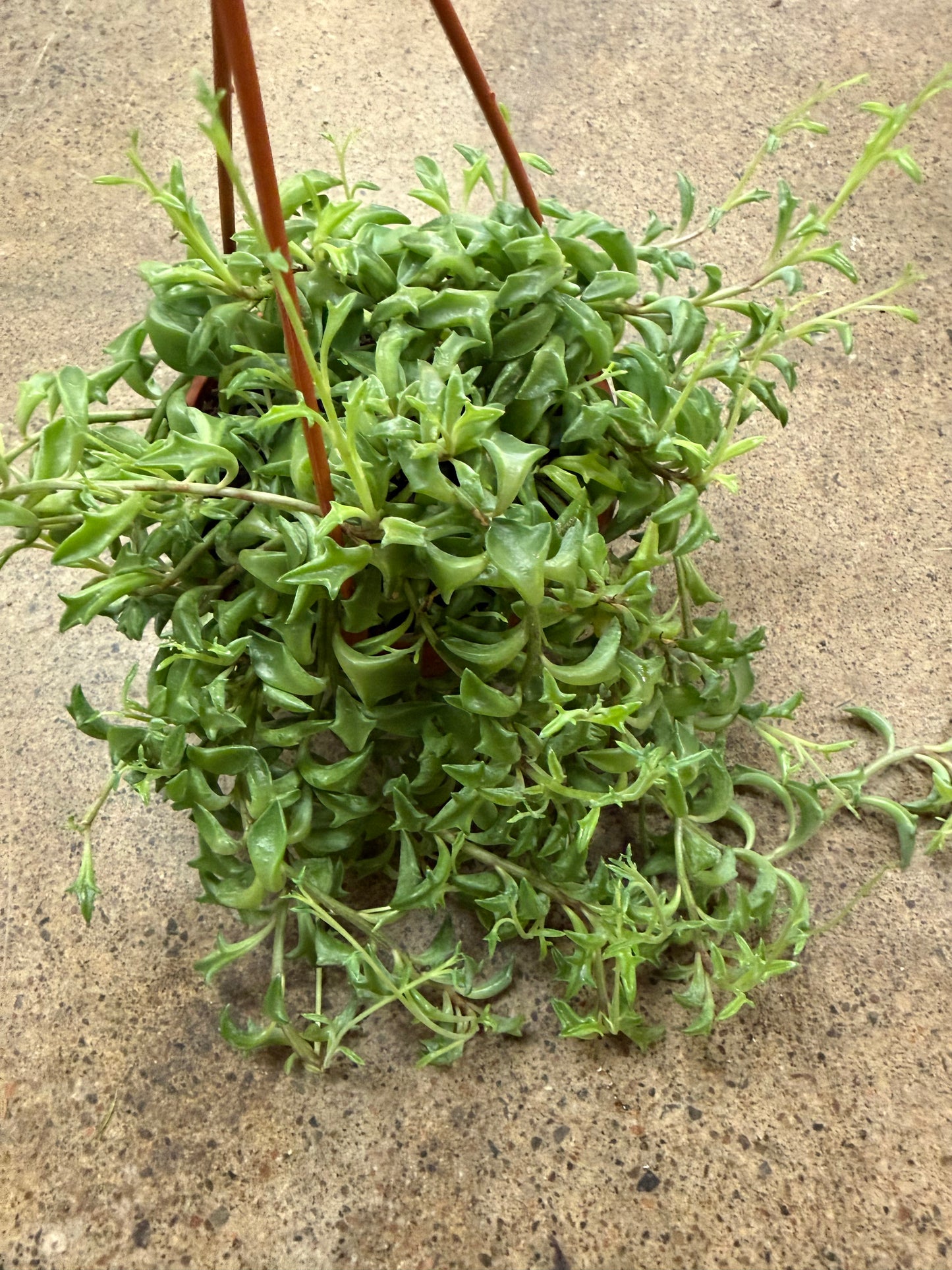 Senecio Peregrinus  String of Dolphins