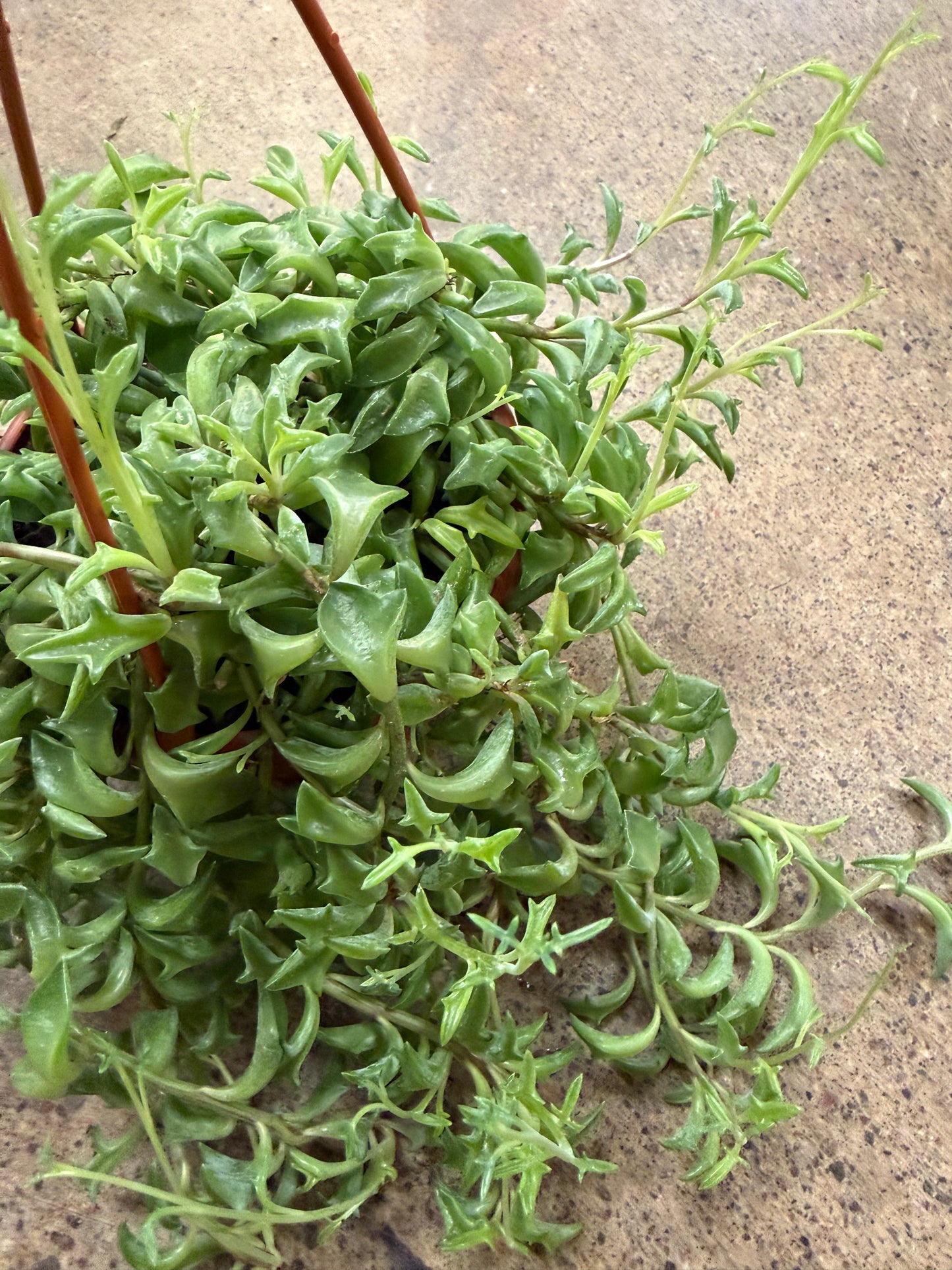 Senecio Peregrinus  String of Dolphins