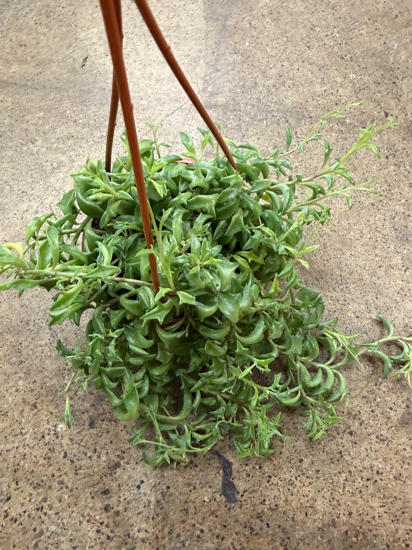Senecio Peregrinus  String of Dolphins