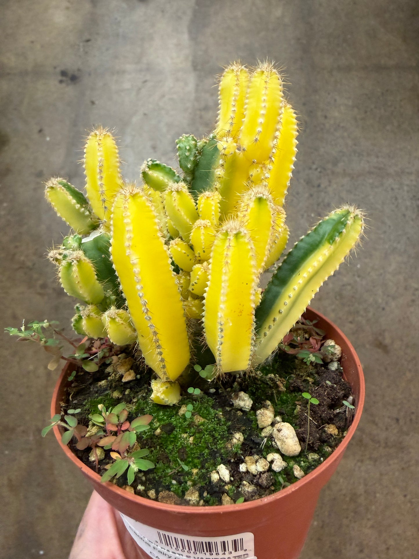 Cactus Fairy Castle Variegated