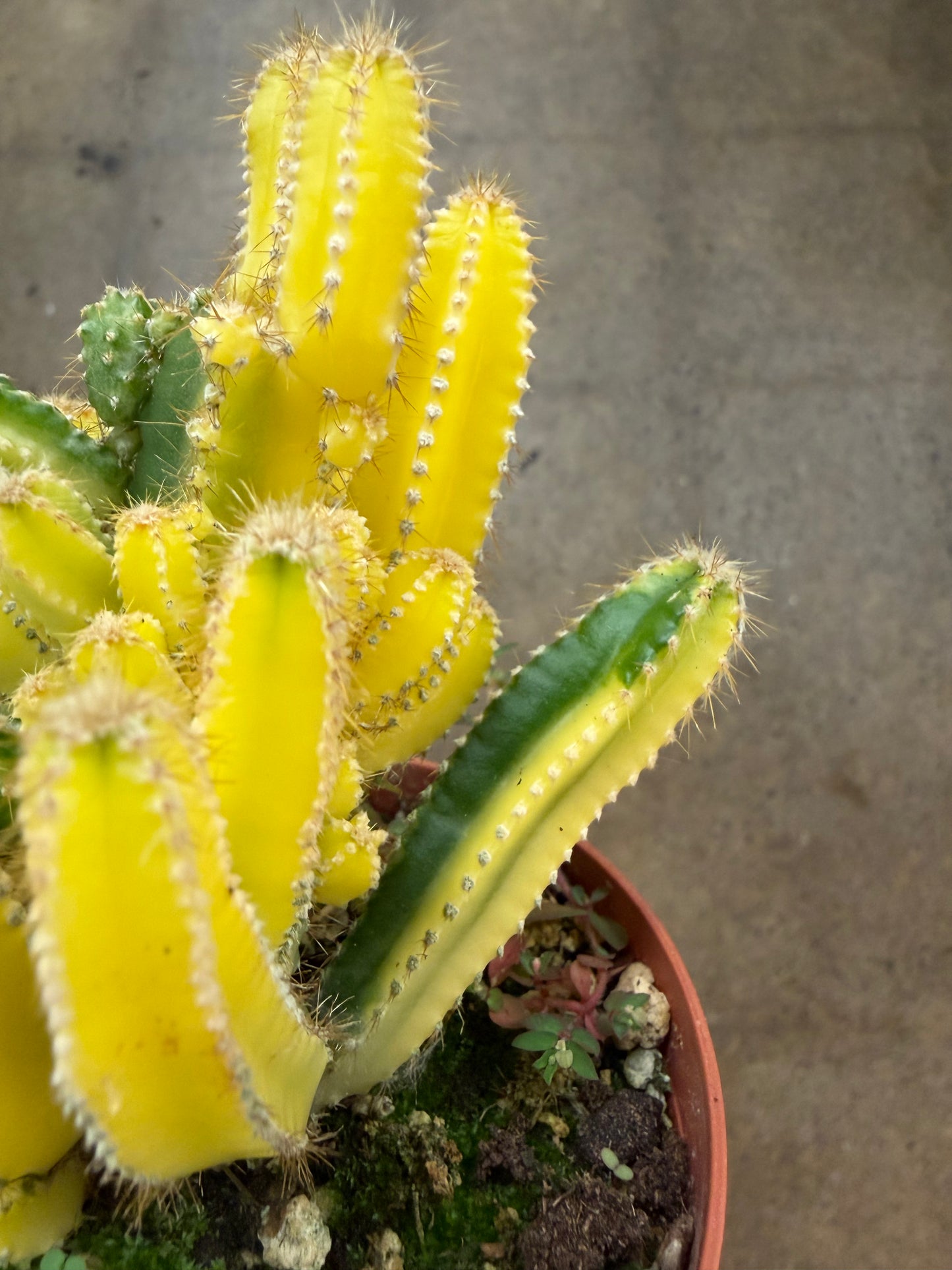Cactus Fairy Castle Variegated