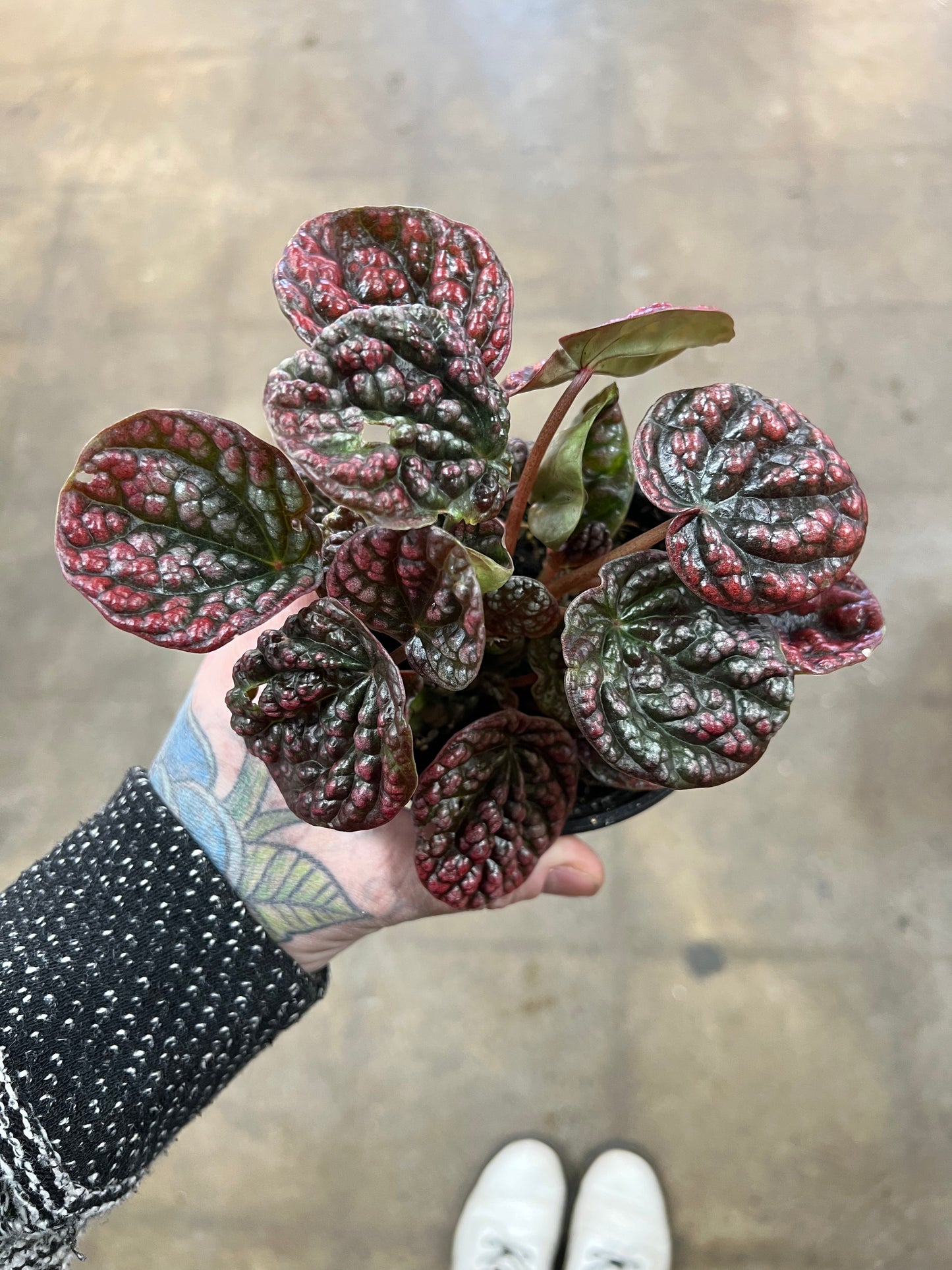 Peperomia Robella Pink