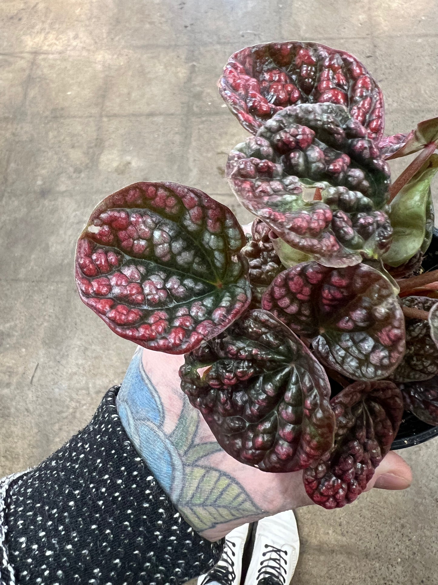 Peperomia Robella Pink