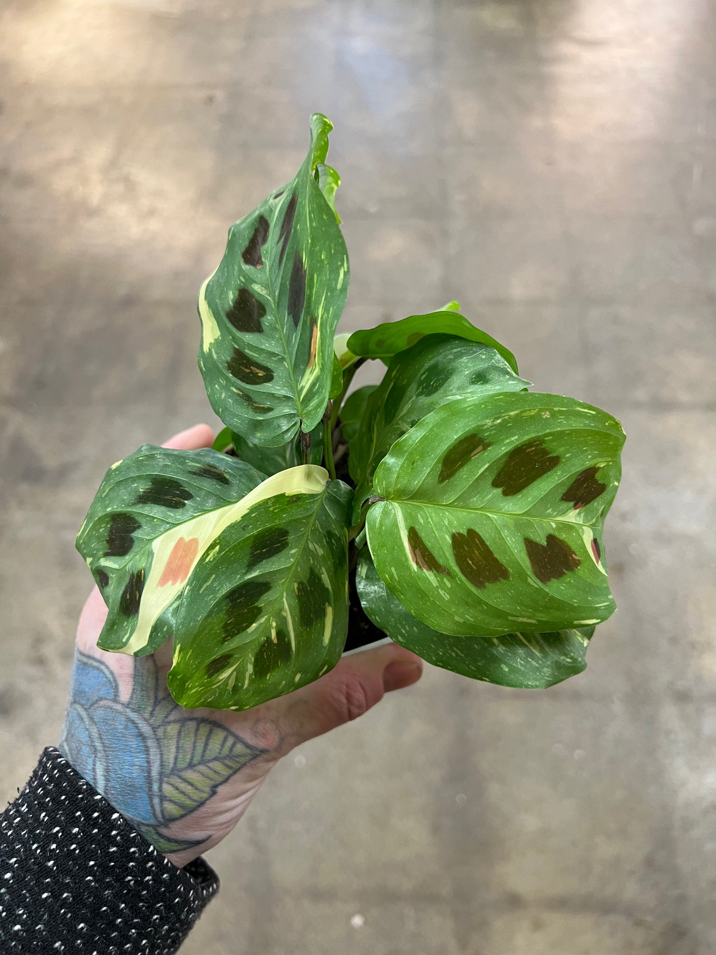 Maranta Leuconeura Variegated