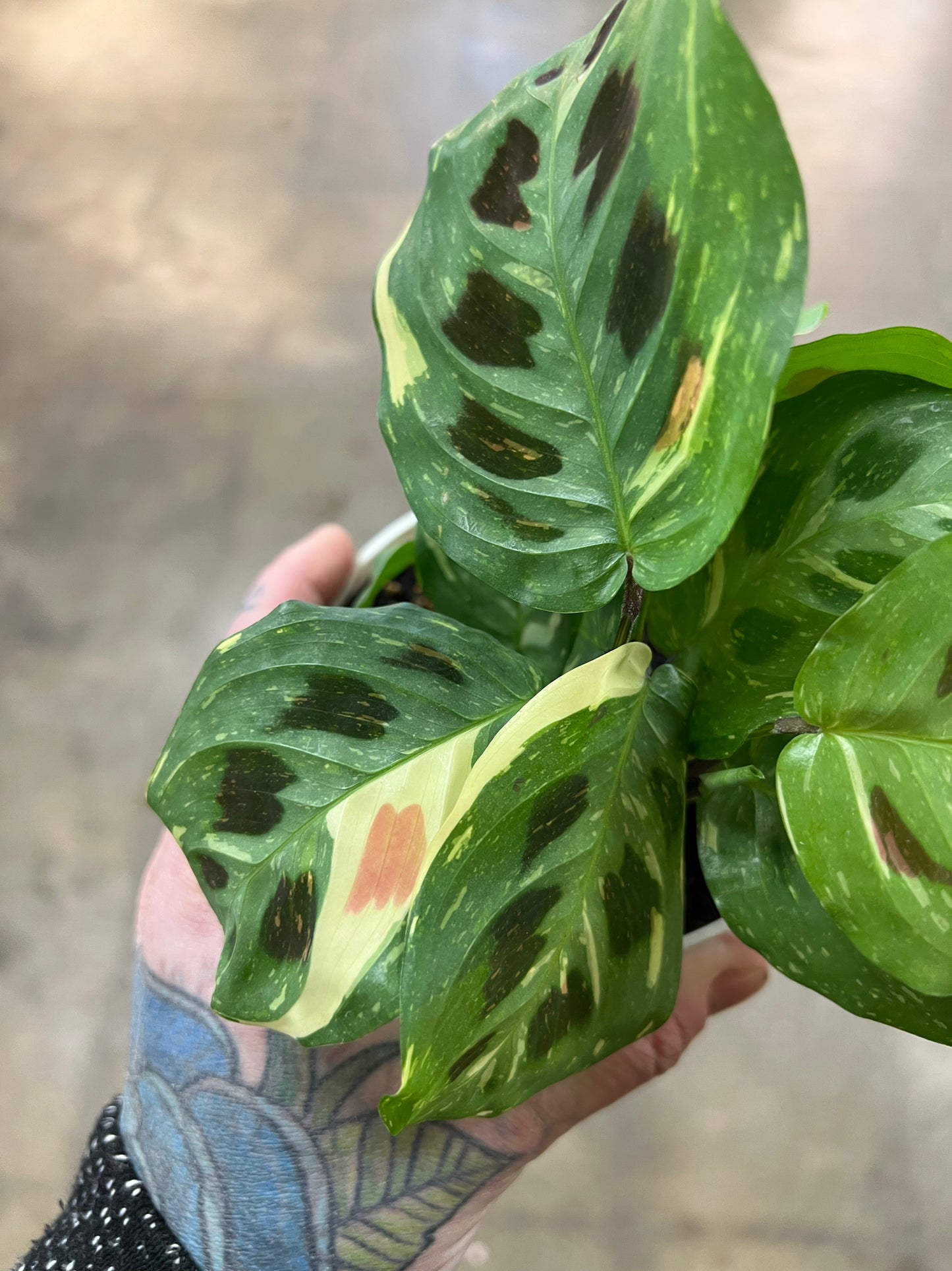 Maranta Leuconeura Variegated