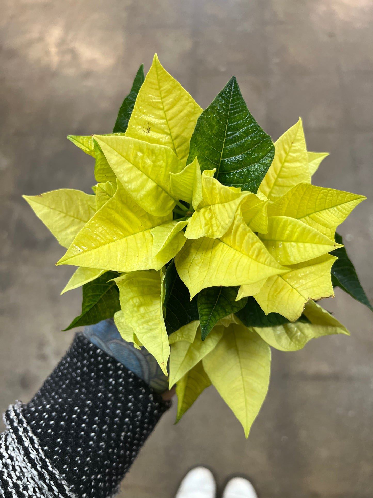 Poinsettia