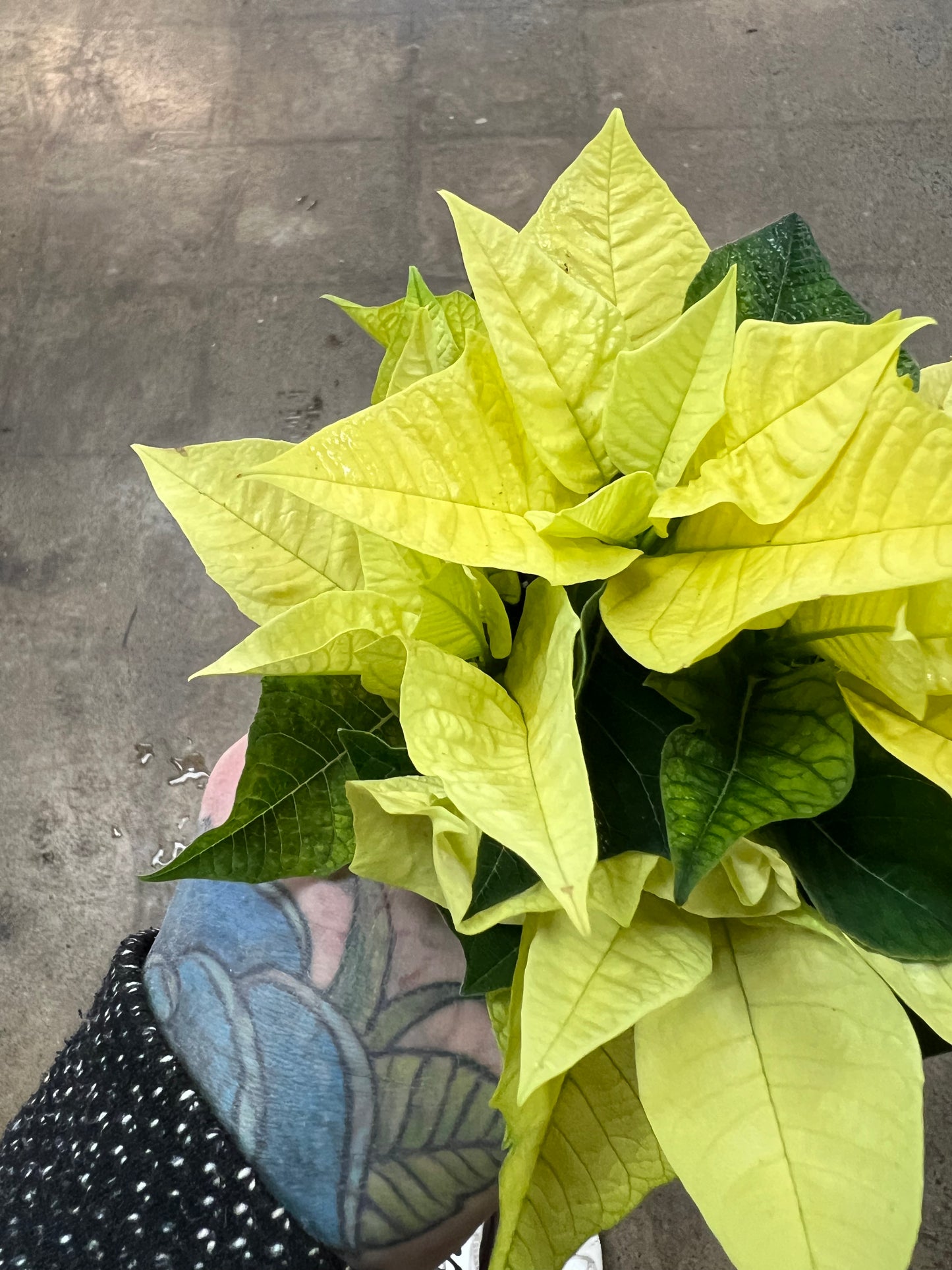 Poinsettia