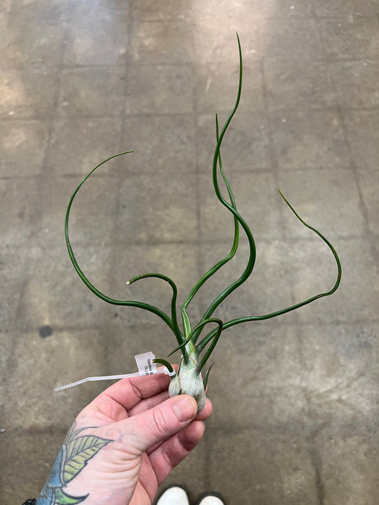 Tillandsia Bulbosa