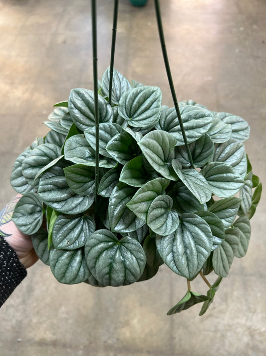 Peperomia Frost