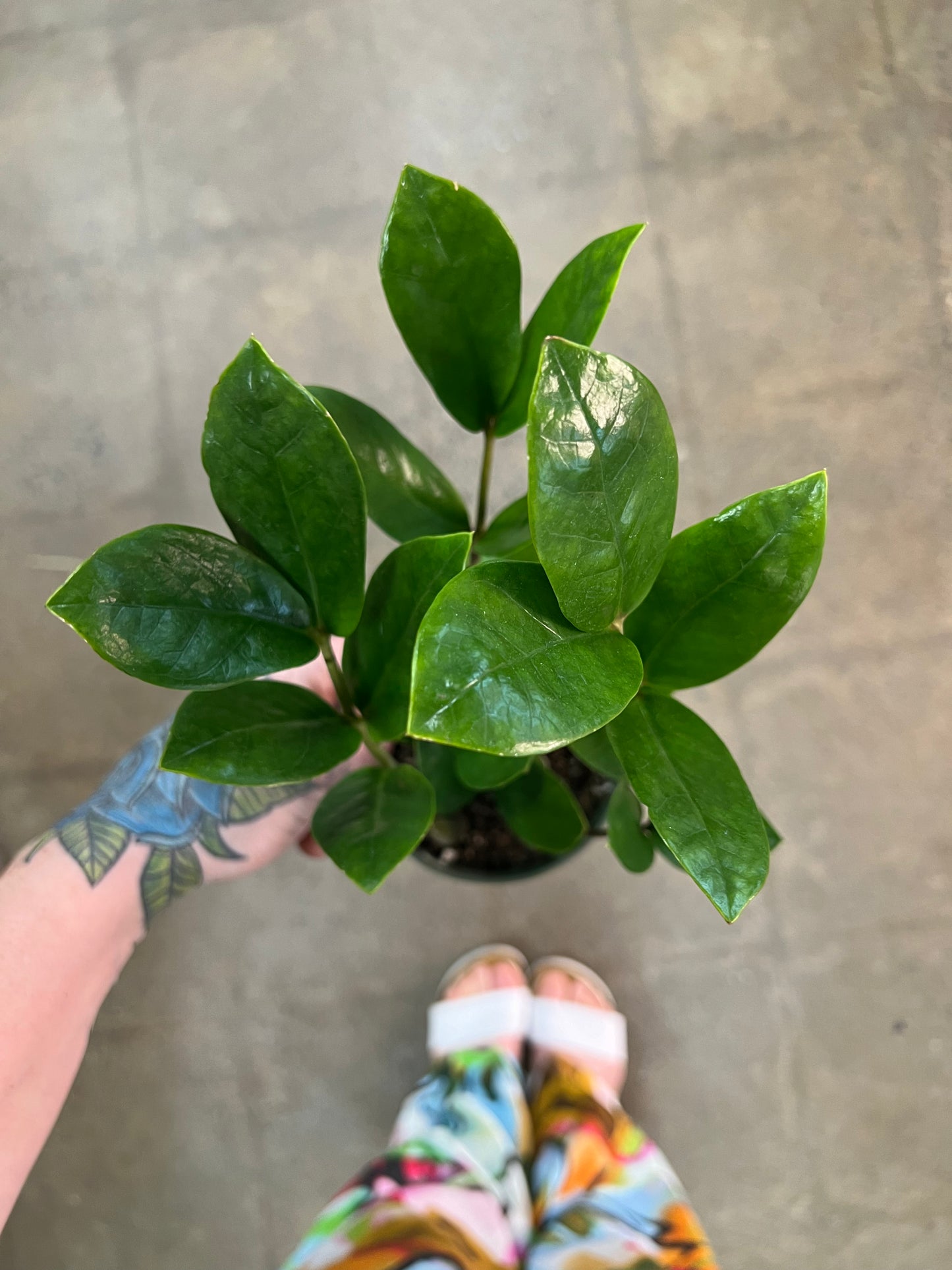 Zamioculcas Zamiifolia