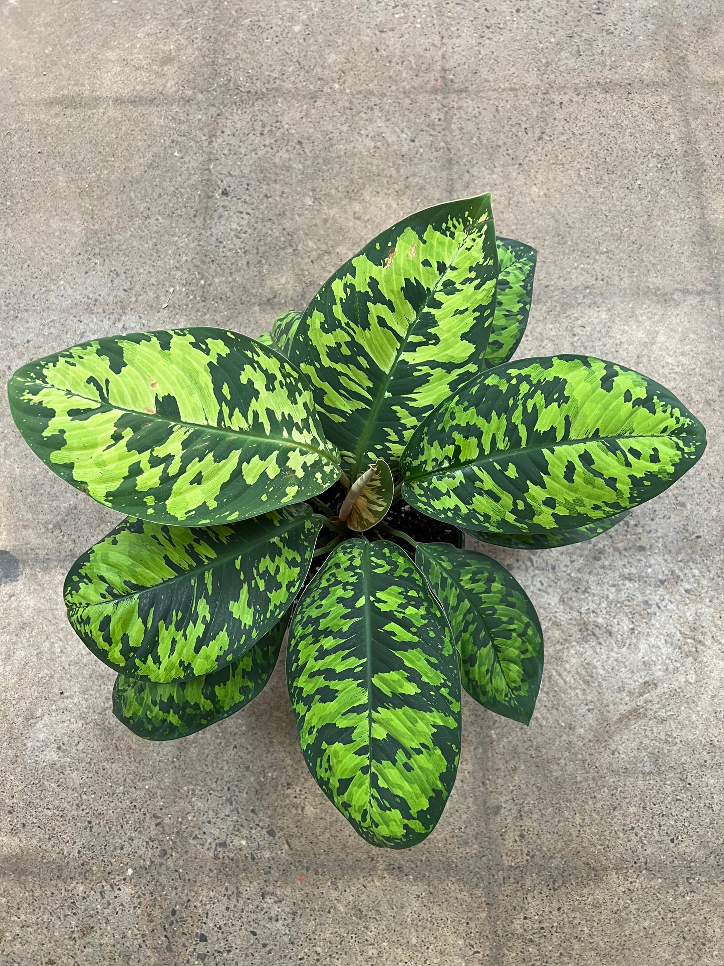 Homalonema Camouflage