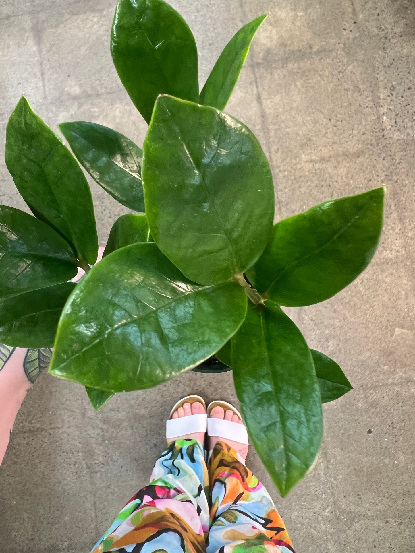 Zamioculcas Zamiifolia