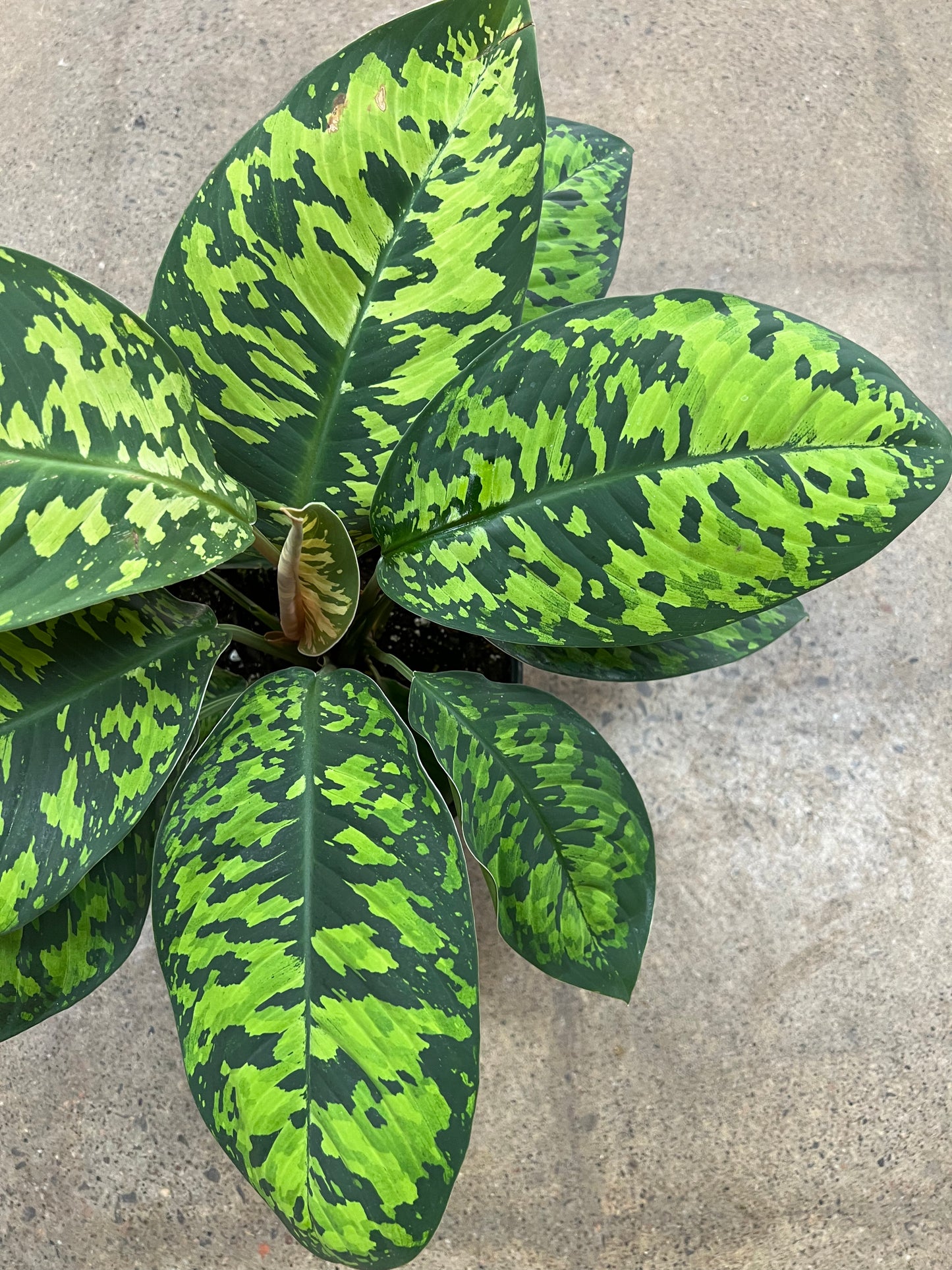 Homalonema Camouflage