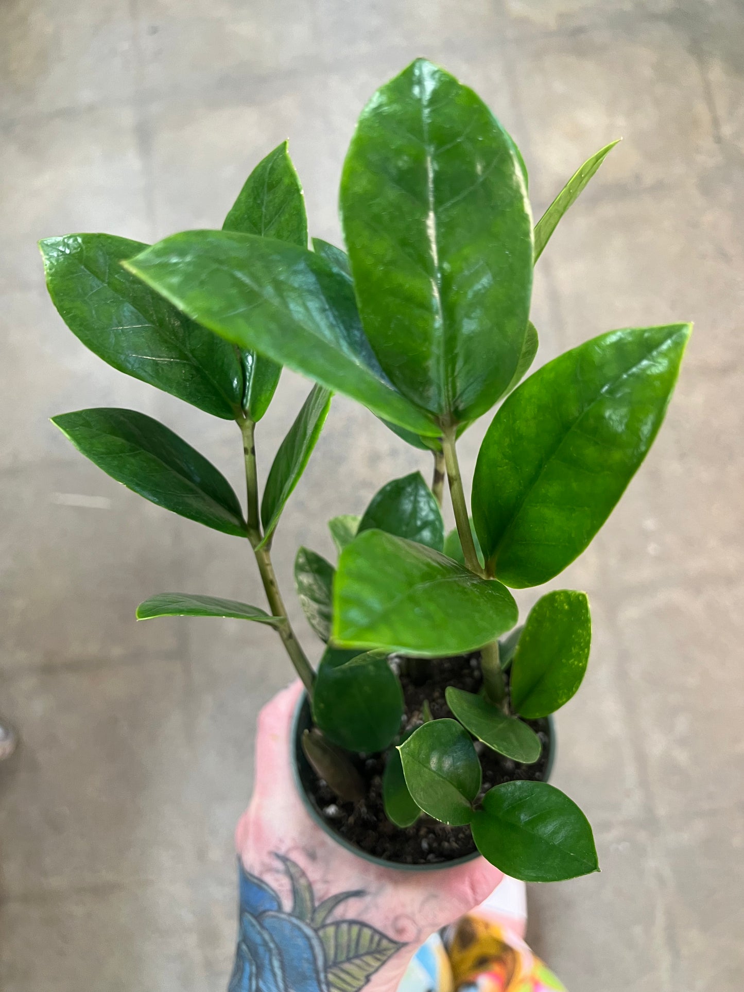 Zamioculcas Zamiifolia