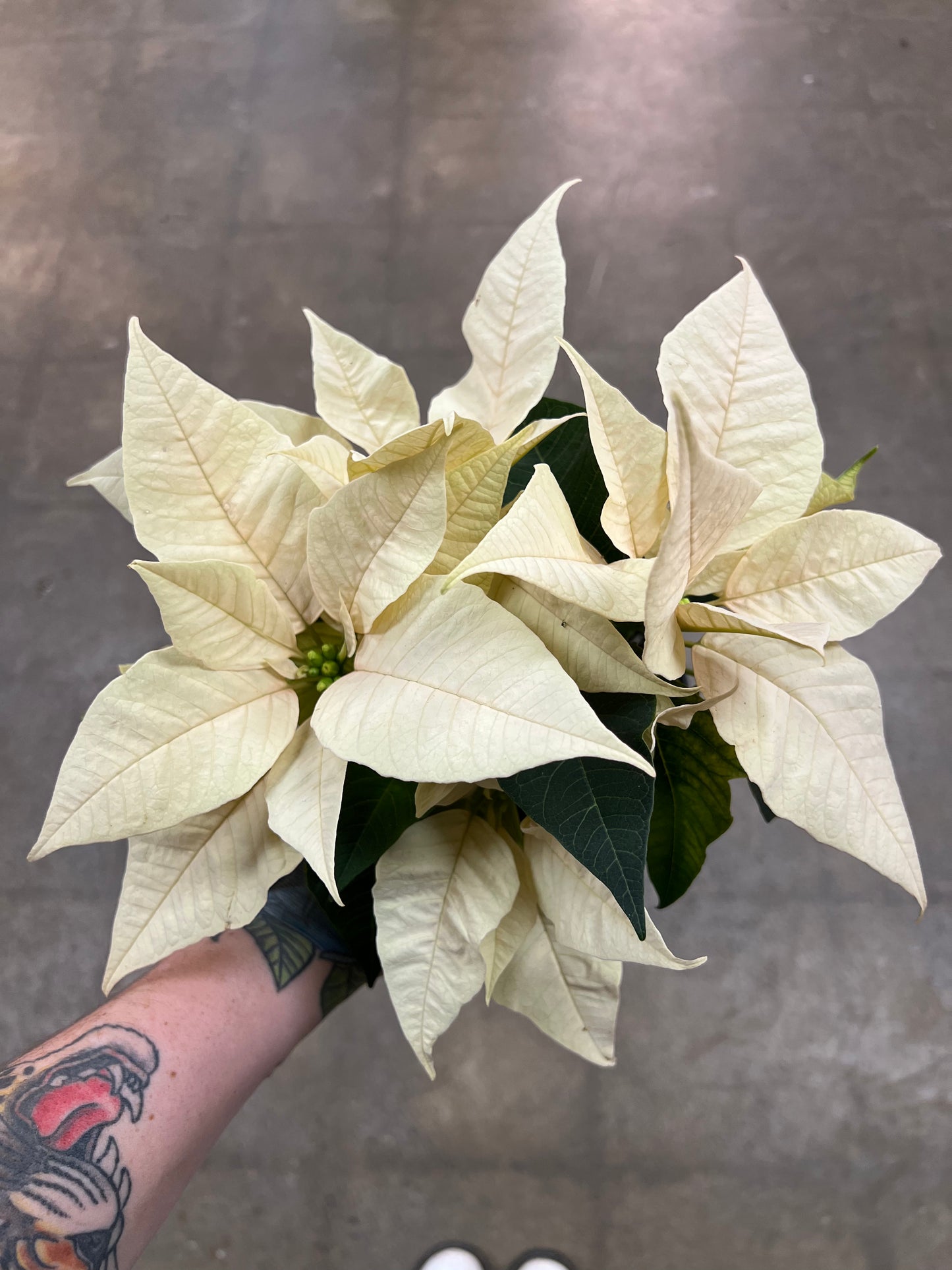 Poinsettia Asst.