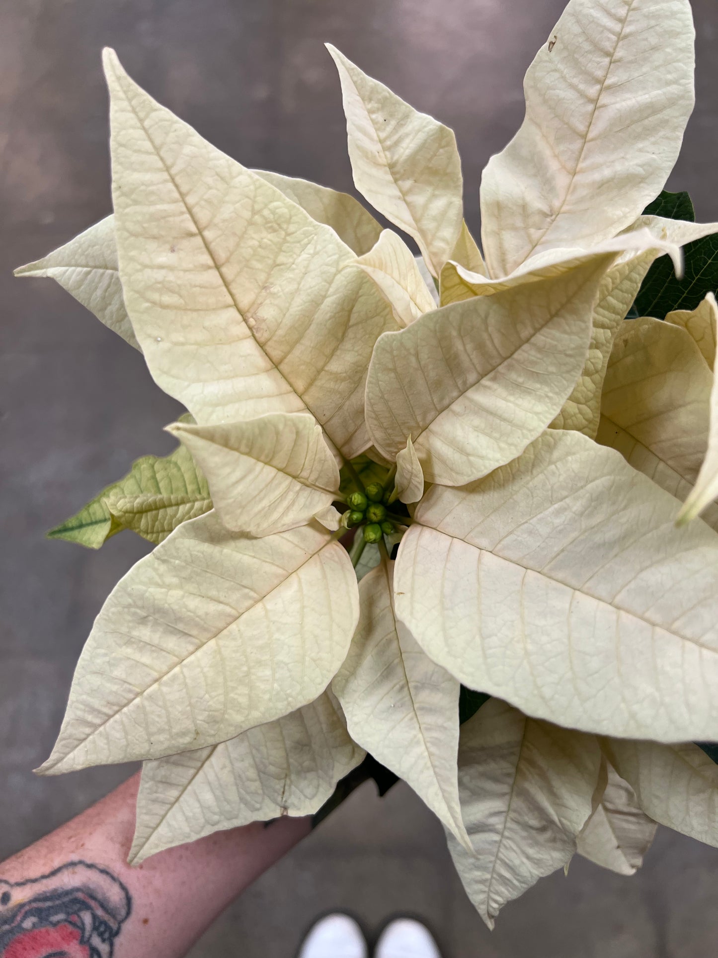 Poinsettia Asst.