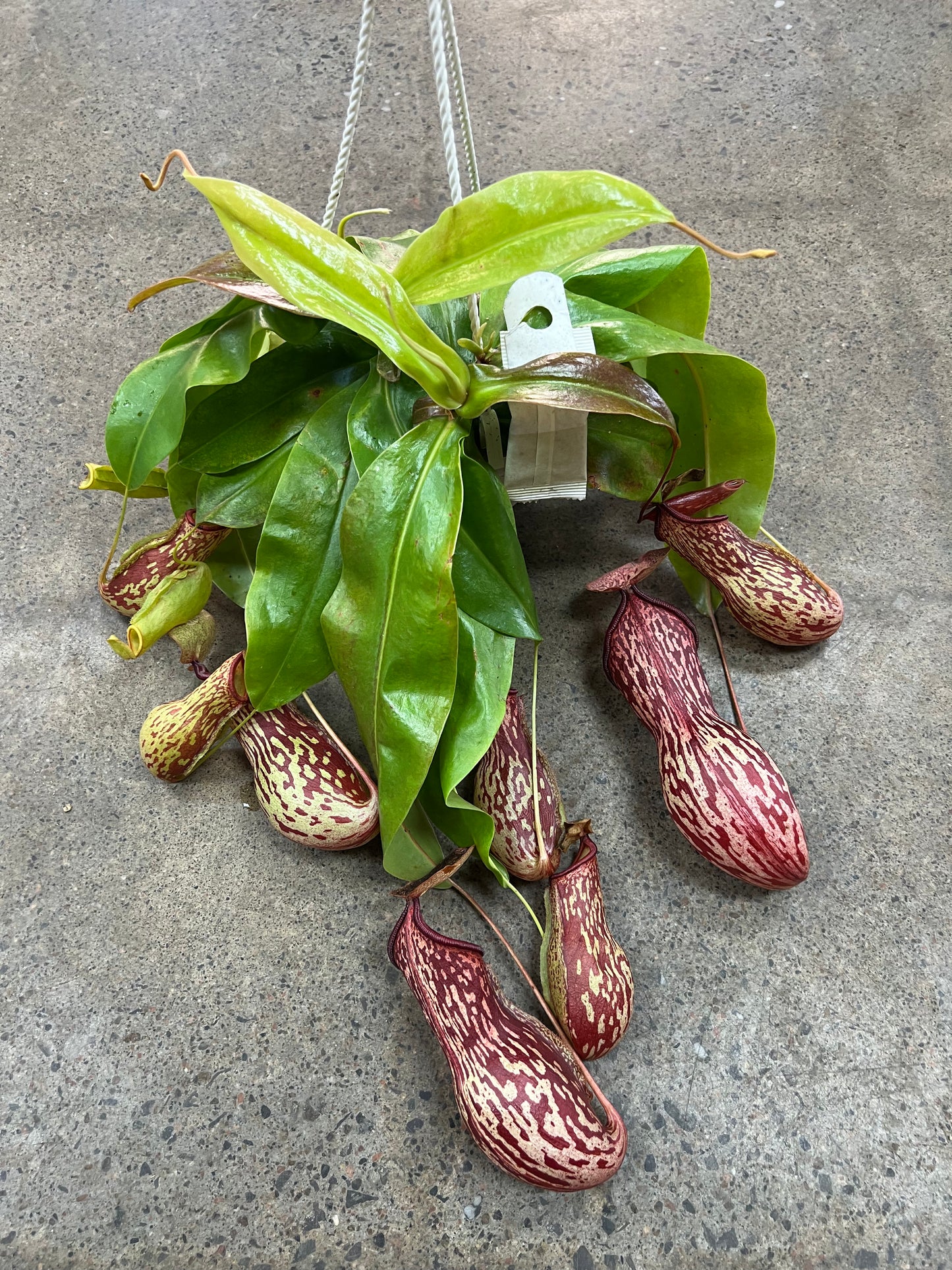 Nepenthes Gaya