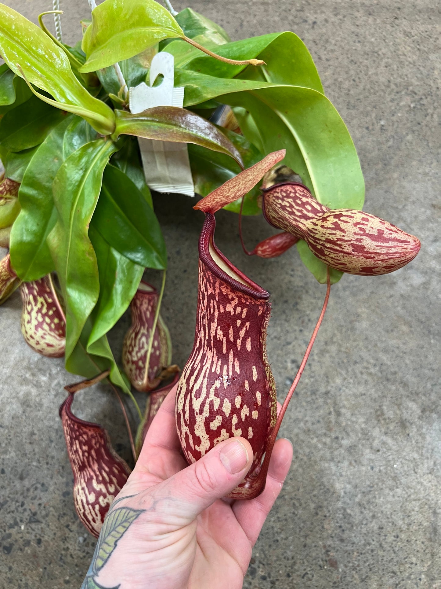 Nepenthes Gaya