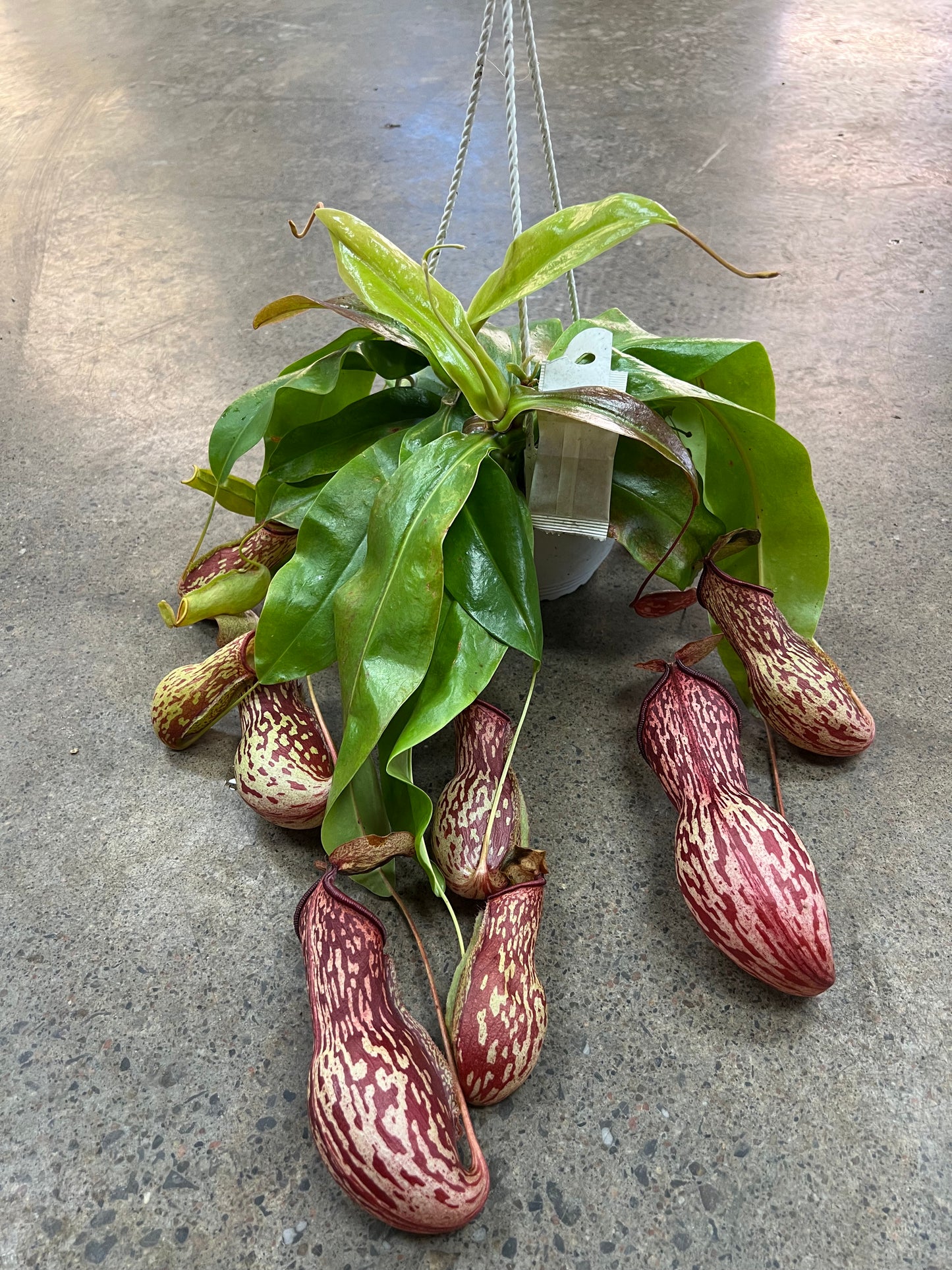 Nepenthes Gaya