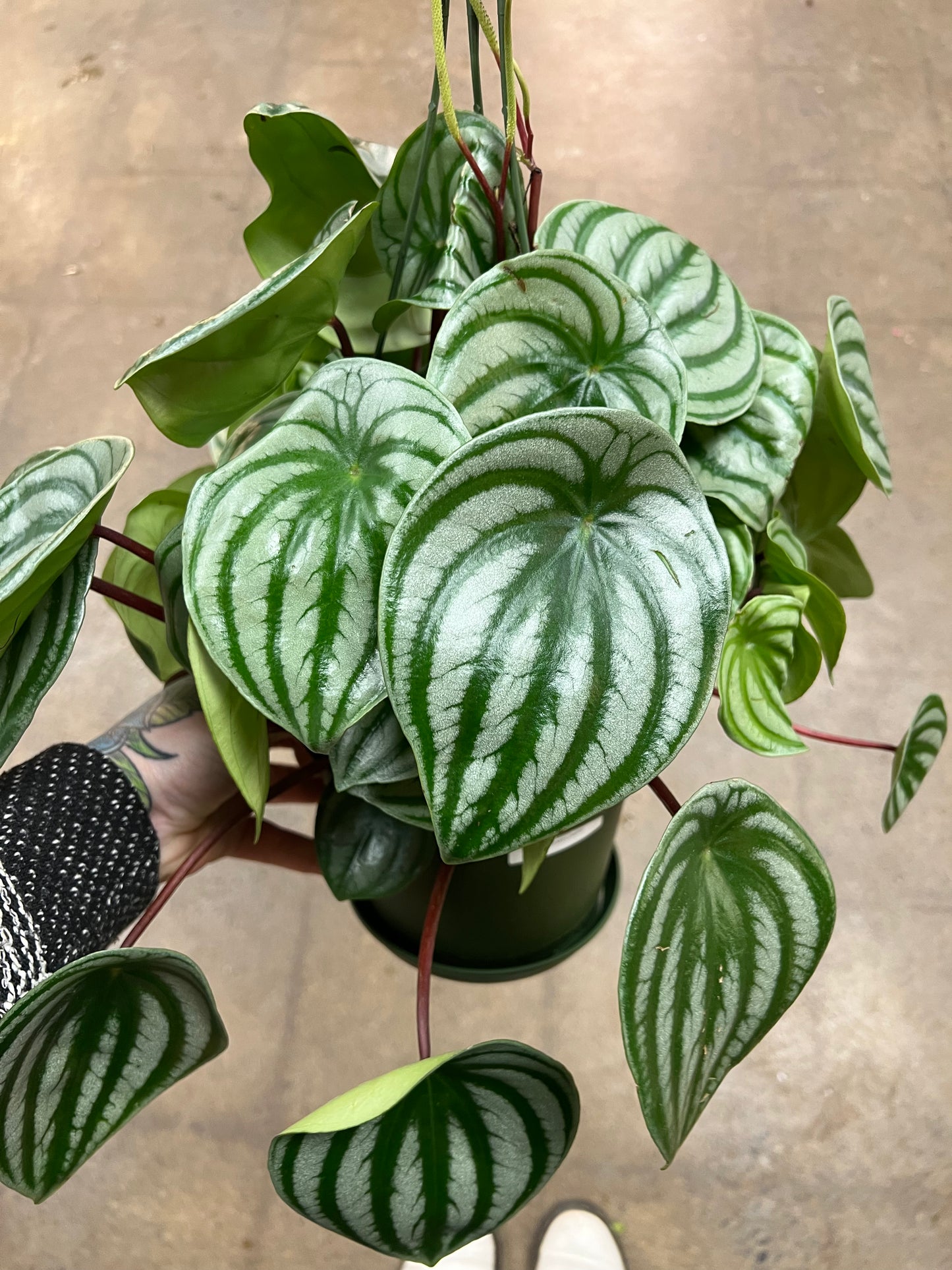 Peperomia Melon d'eau