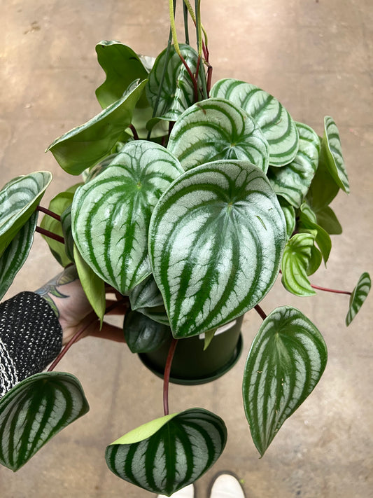 Peperomia Melon d'eau