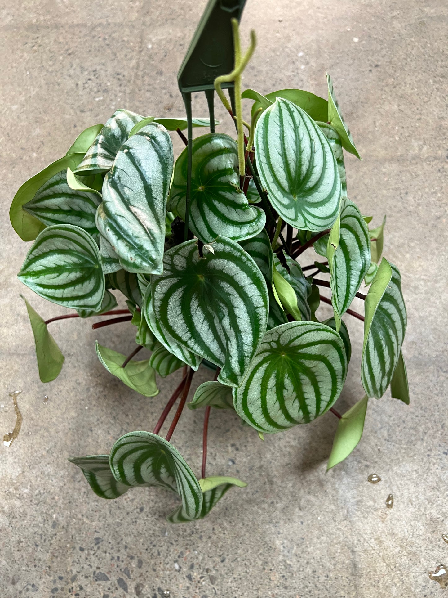Peperomia Melon d'eau