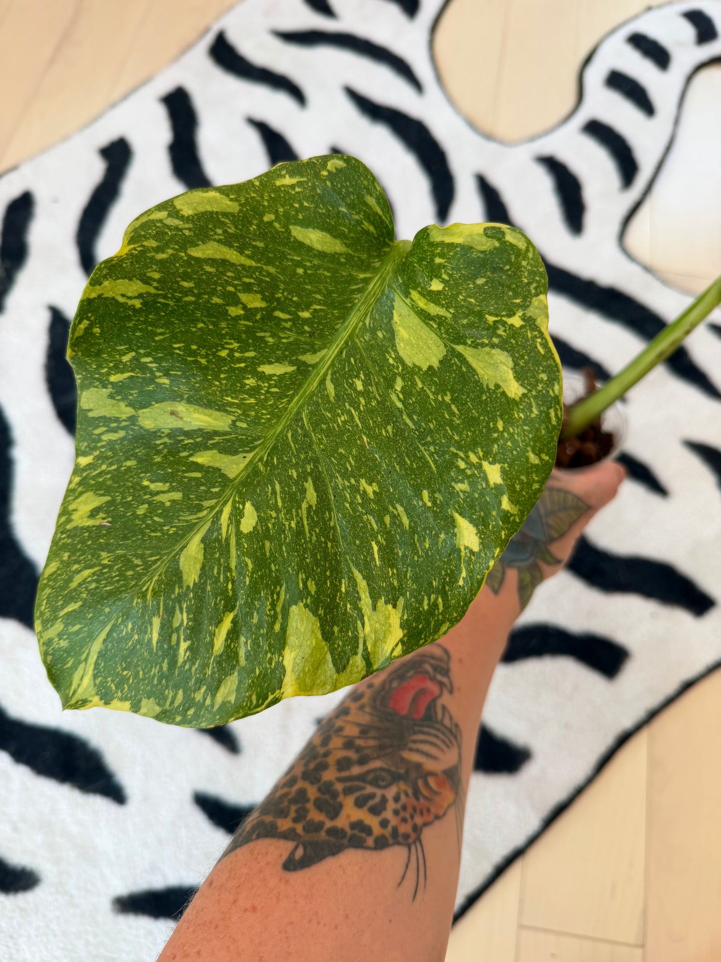 Monstera Electrolyte #1