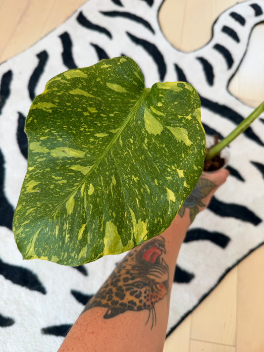 Monstera Electrolyte #1