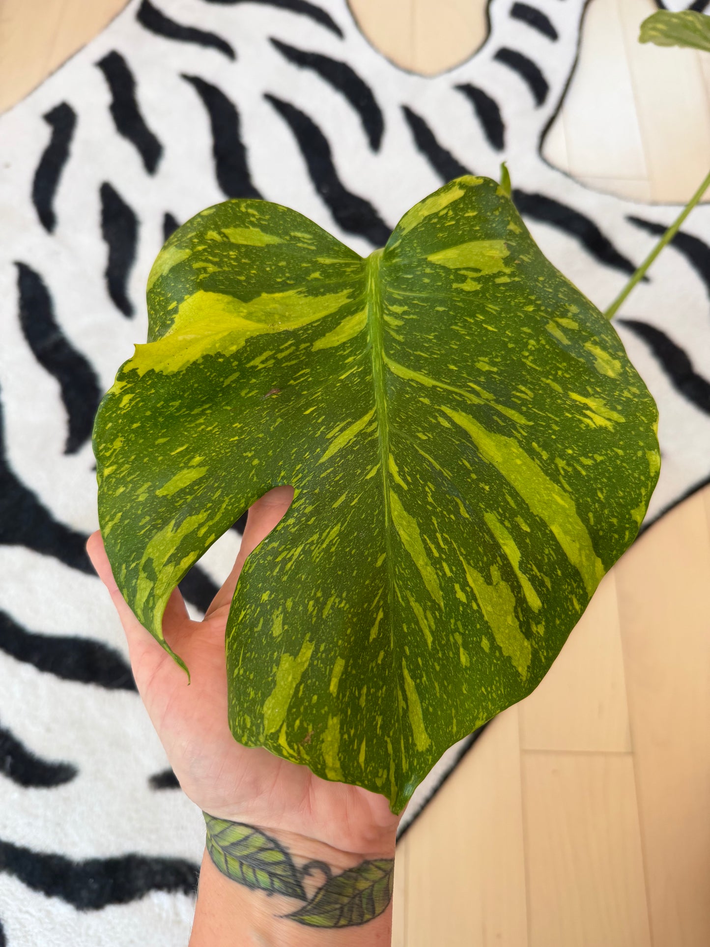 Monstera Electrolyte #1