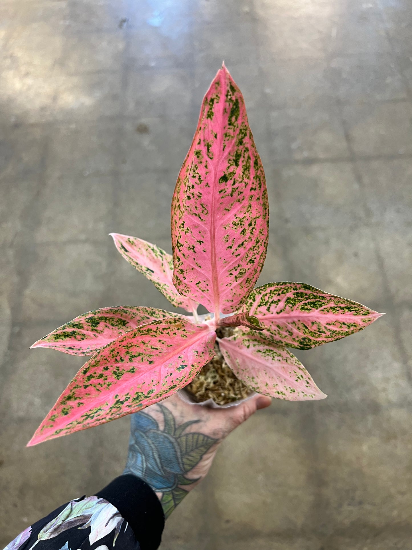 Aglaonema Tamara