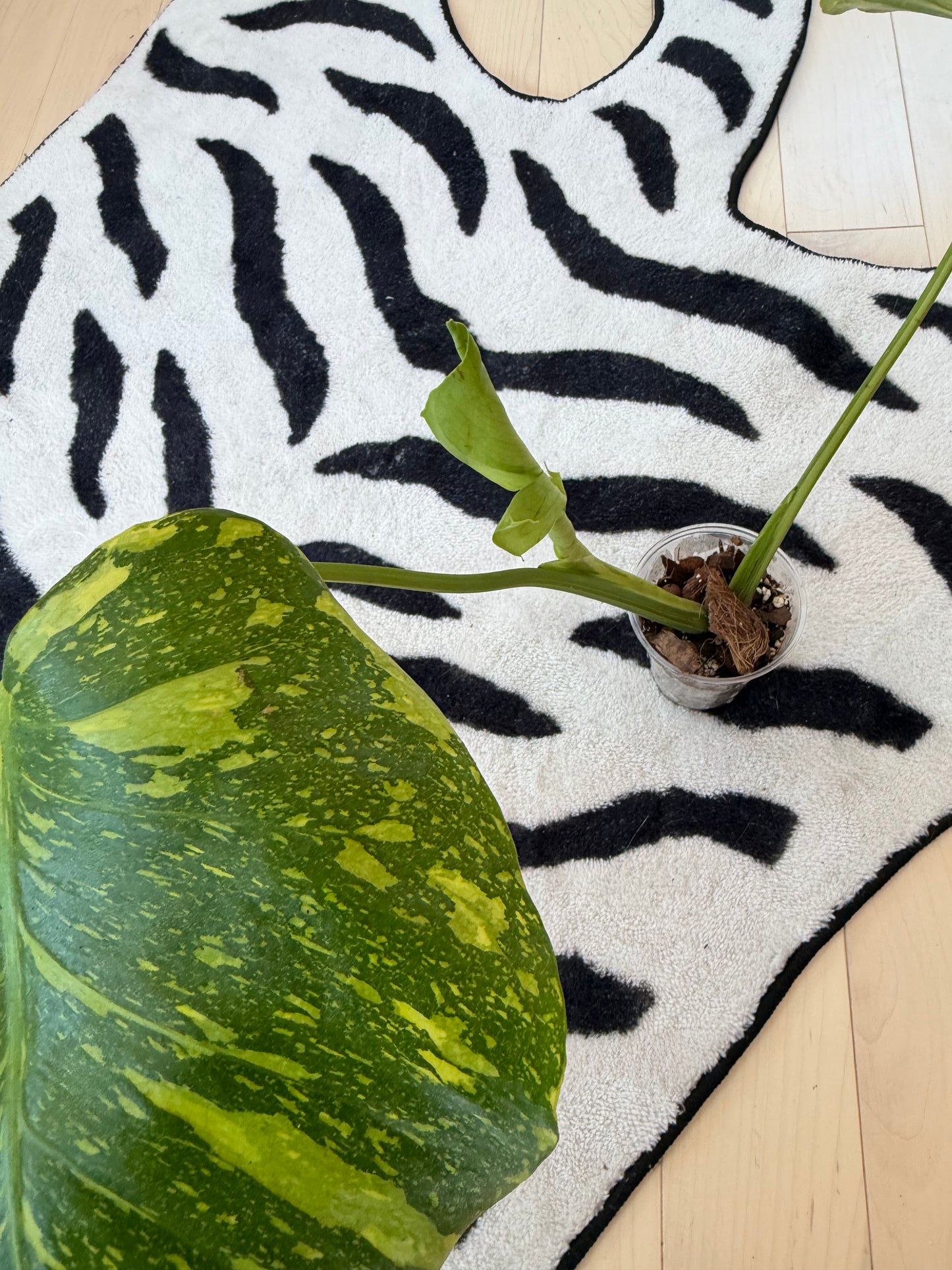 Monstera Electrolyte #1