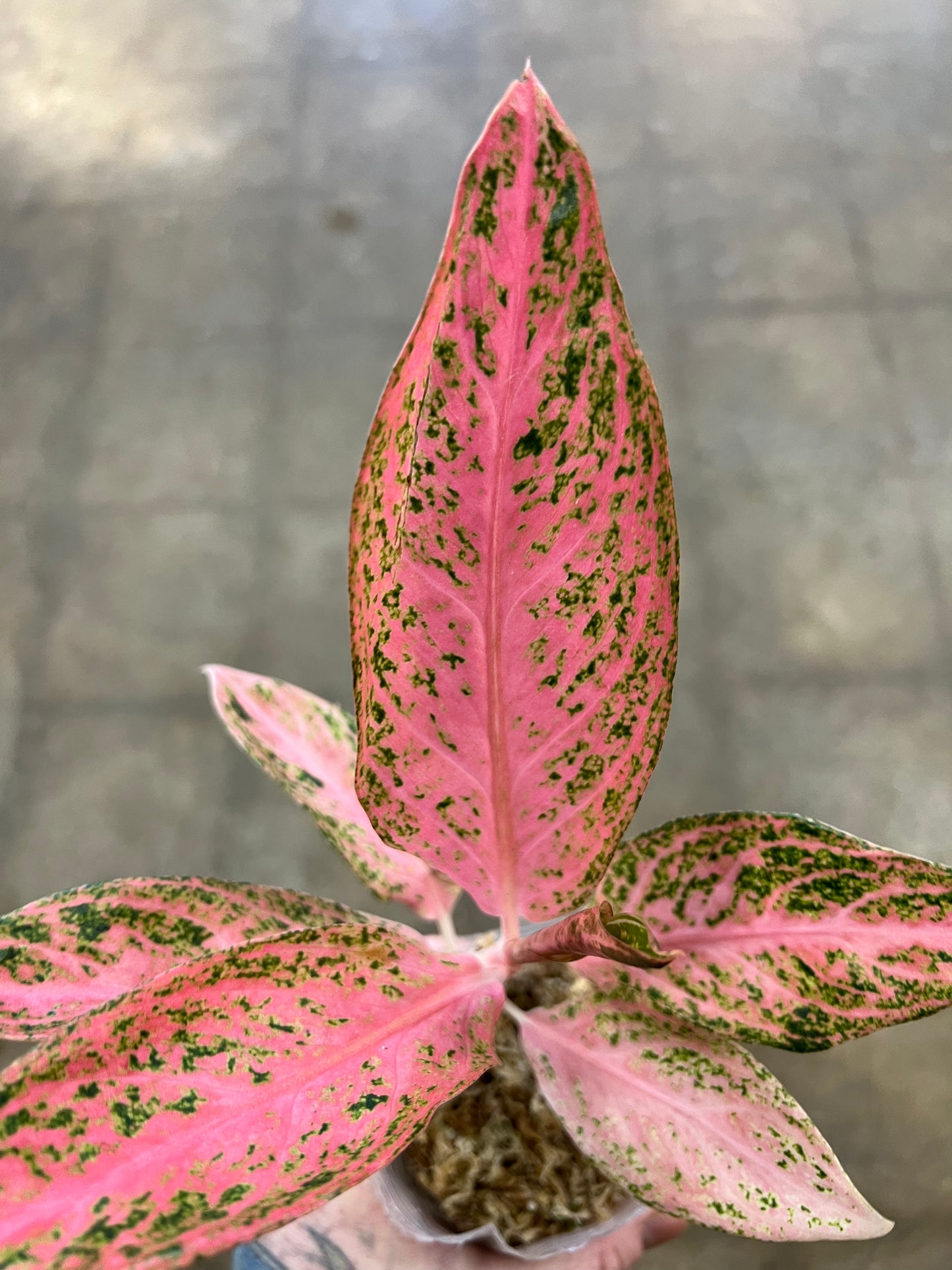 Aglaonema Tamara
