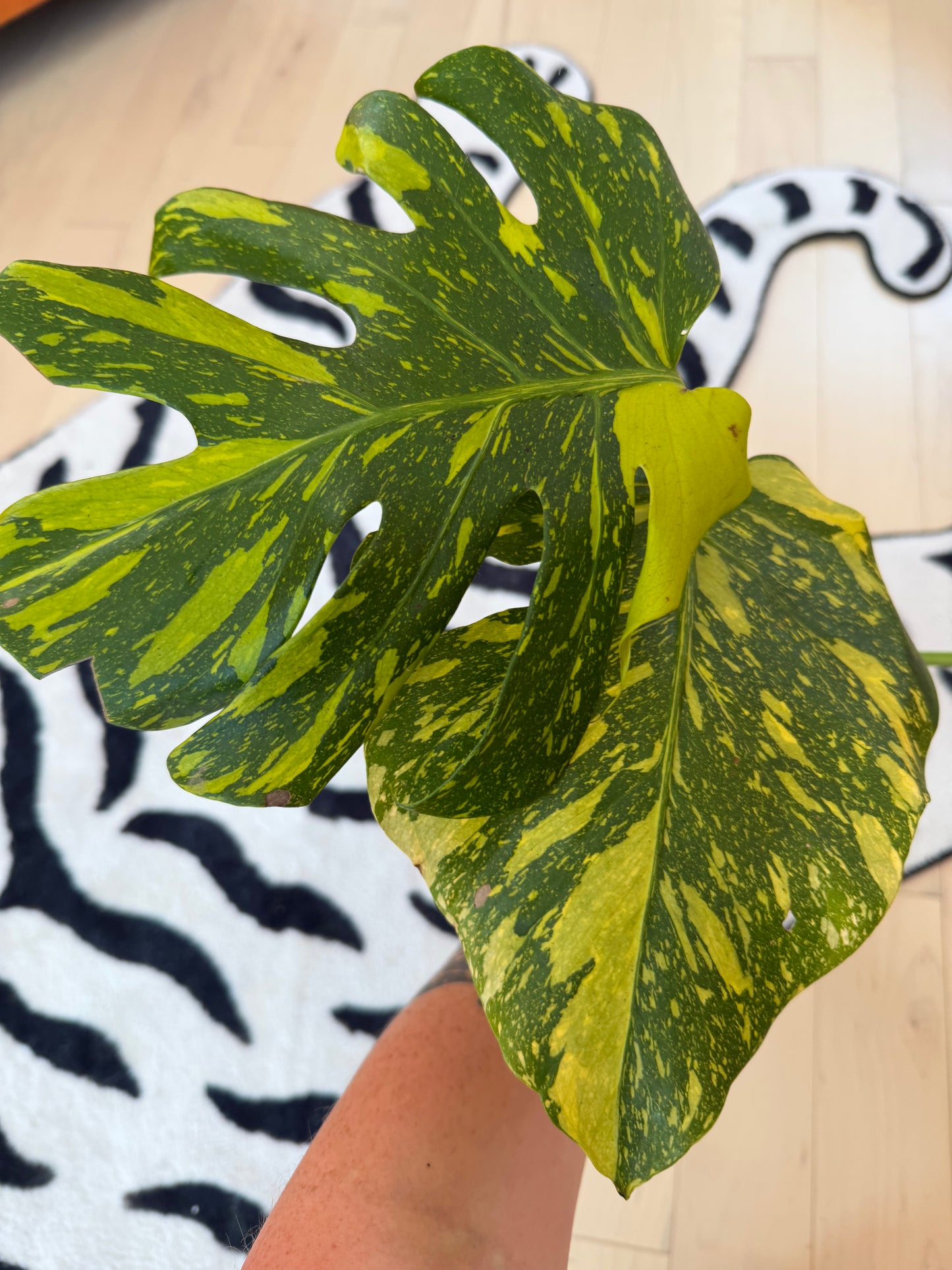 Monstera Electrolyte #2