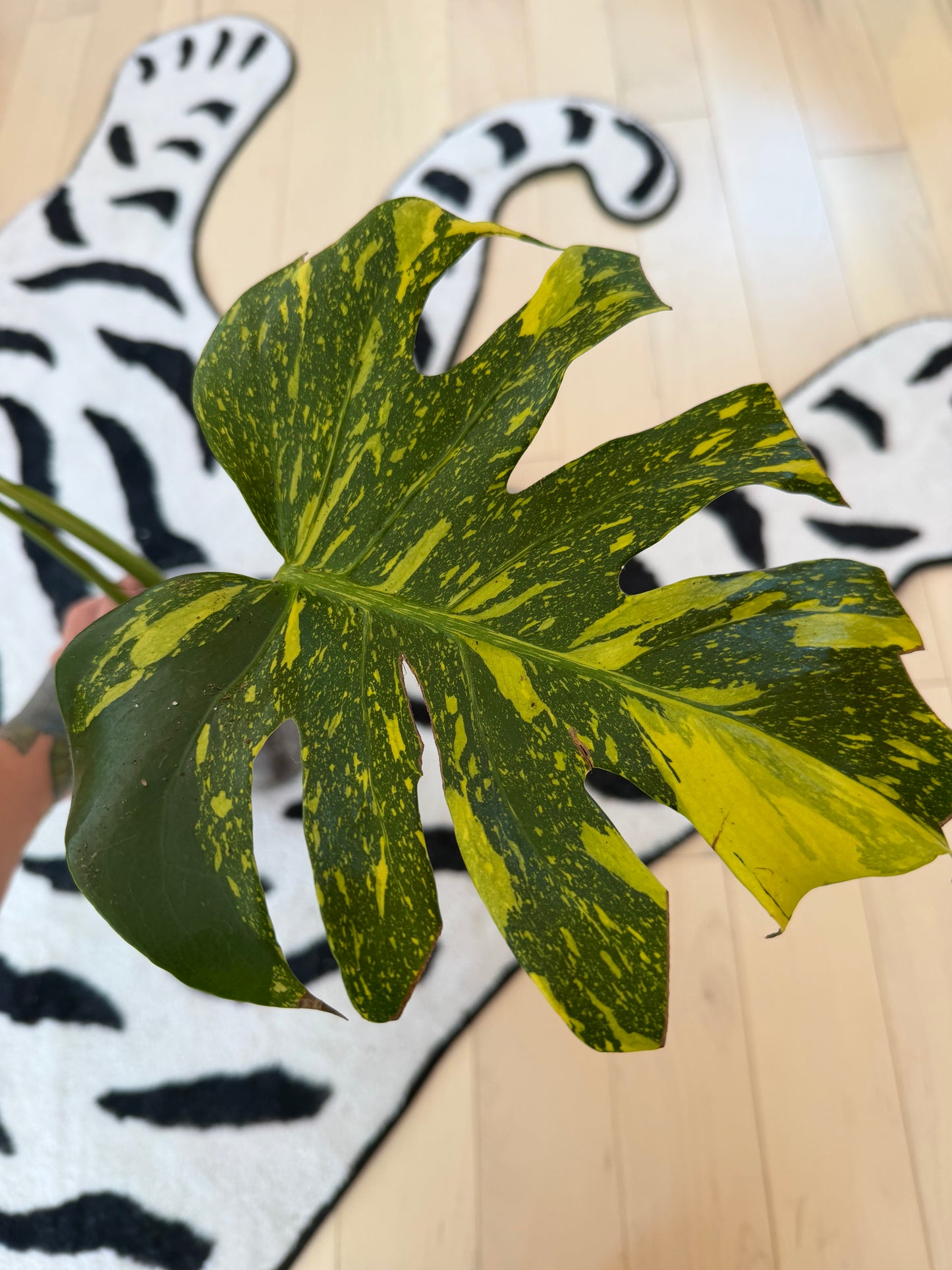 Monstera Electrolyte #2
