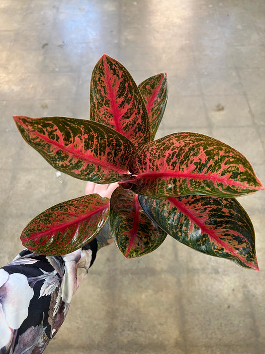Aglaonema King Widuri