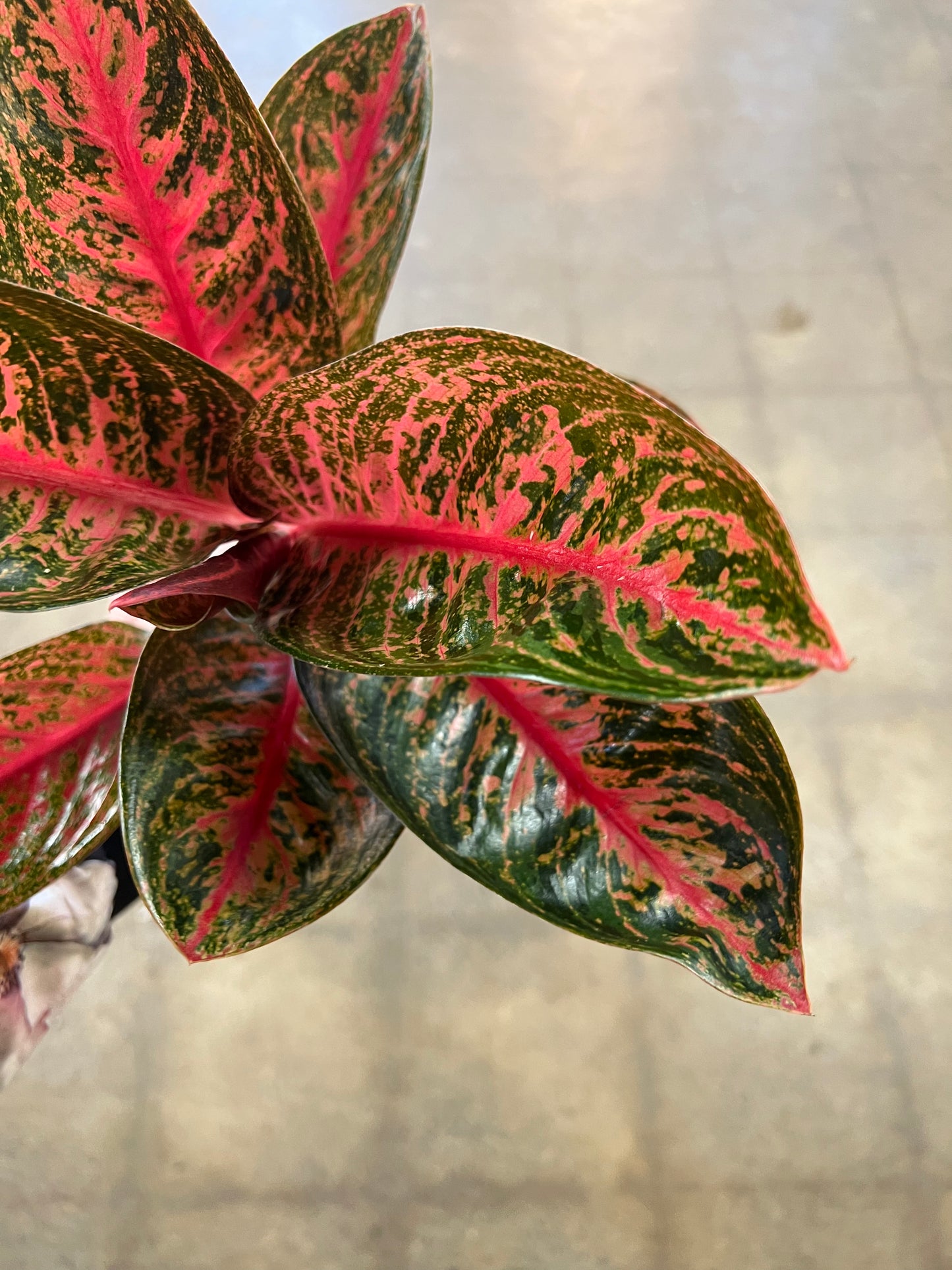 Aglaonema King Widuri