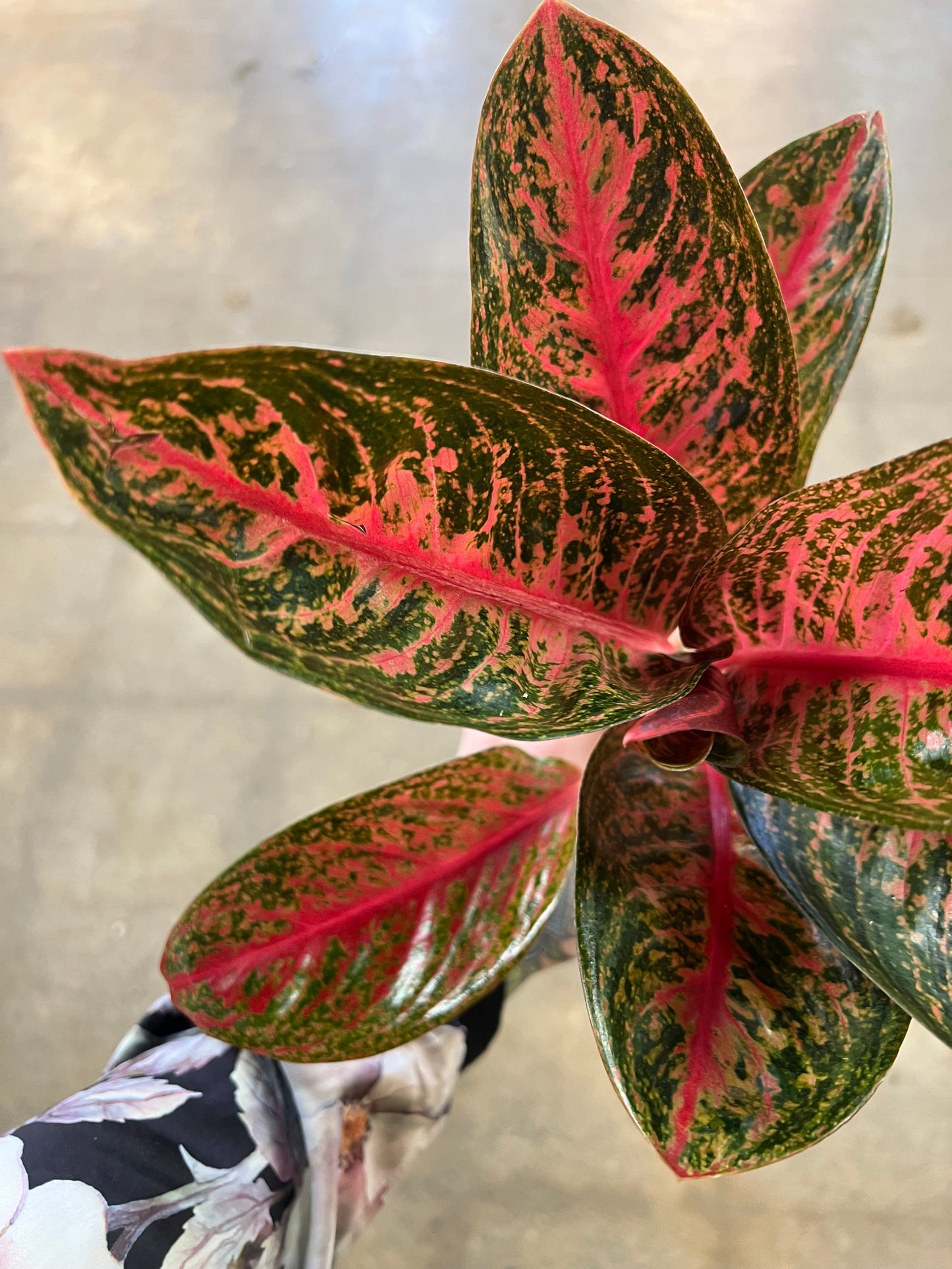 Aglaonema King Widuri