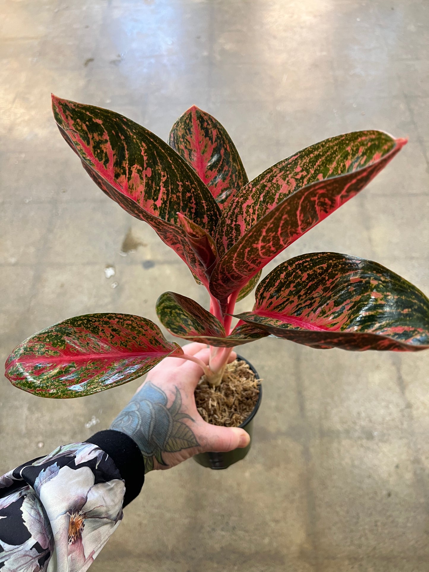 Aglaonema King Widuri