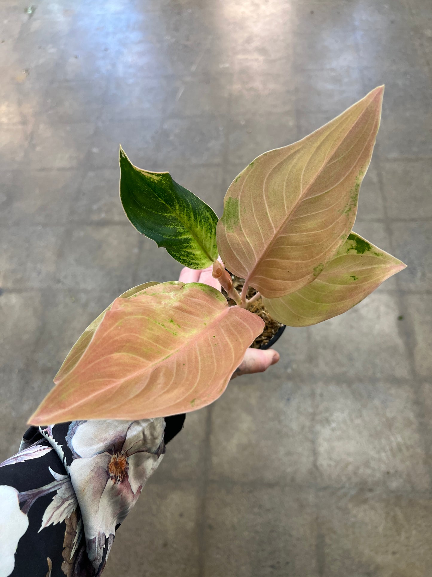 Aglaonema Amazon