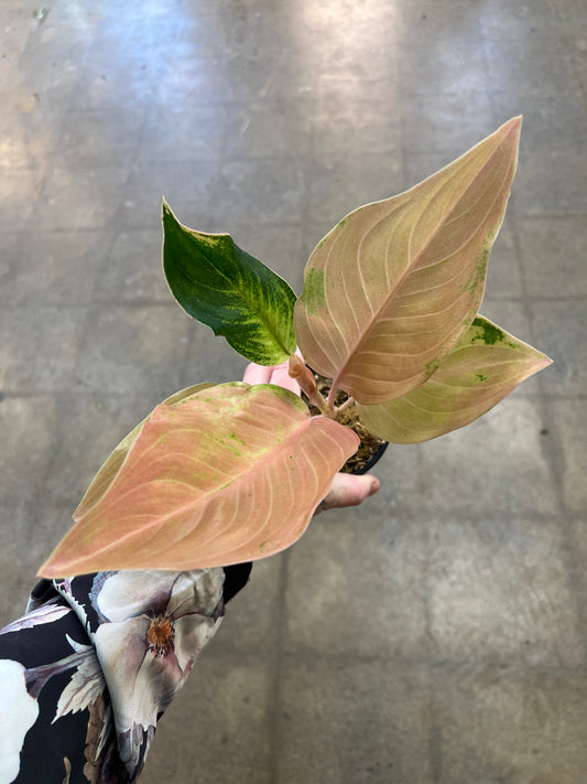 Aglaonema Amazon