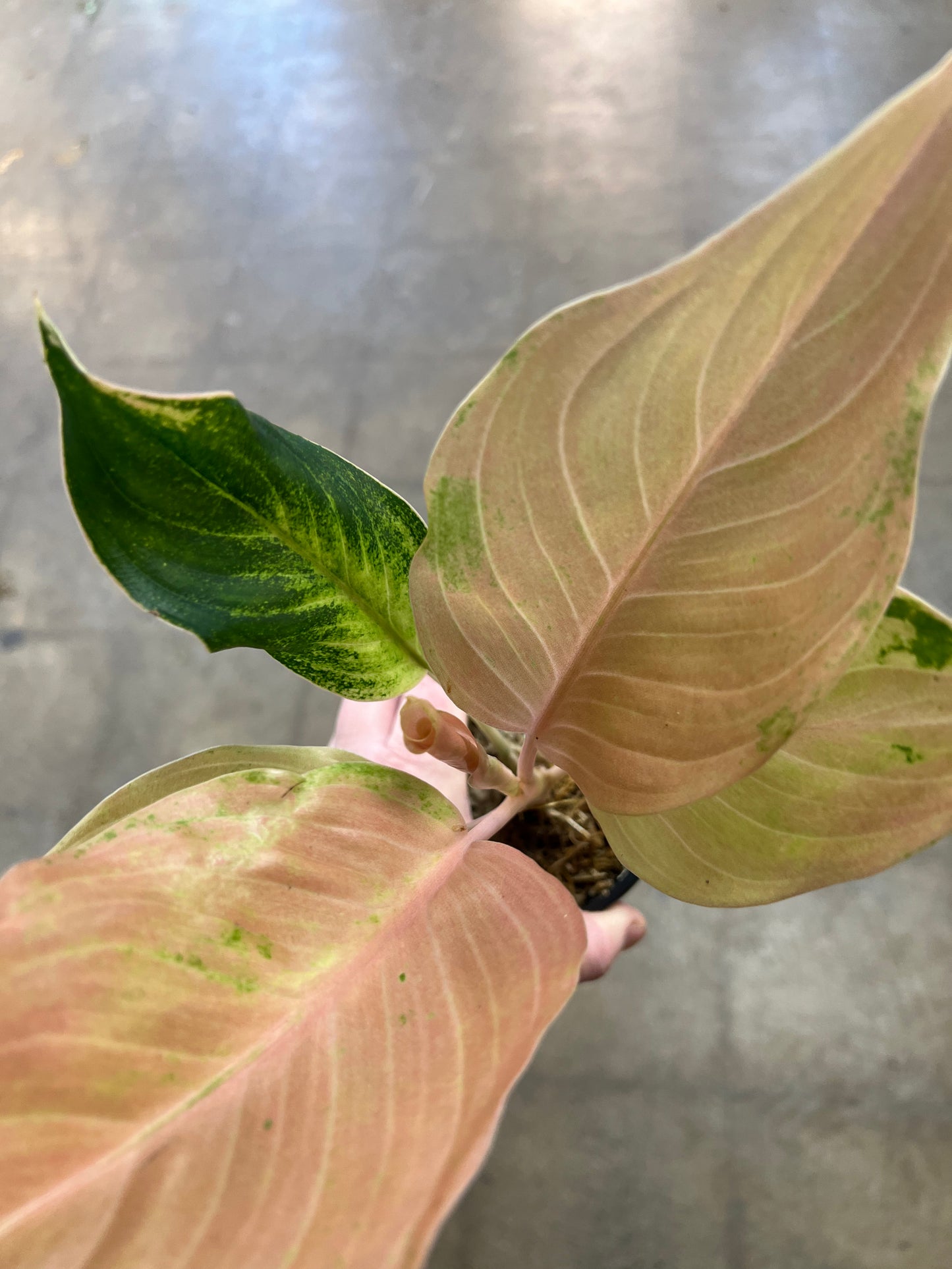 Aglaonema Amazon