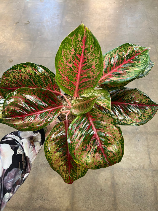 Aglaonema Platinum Karat