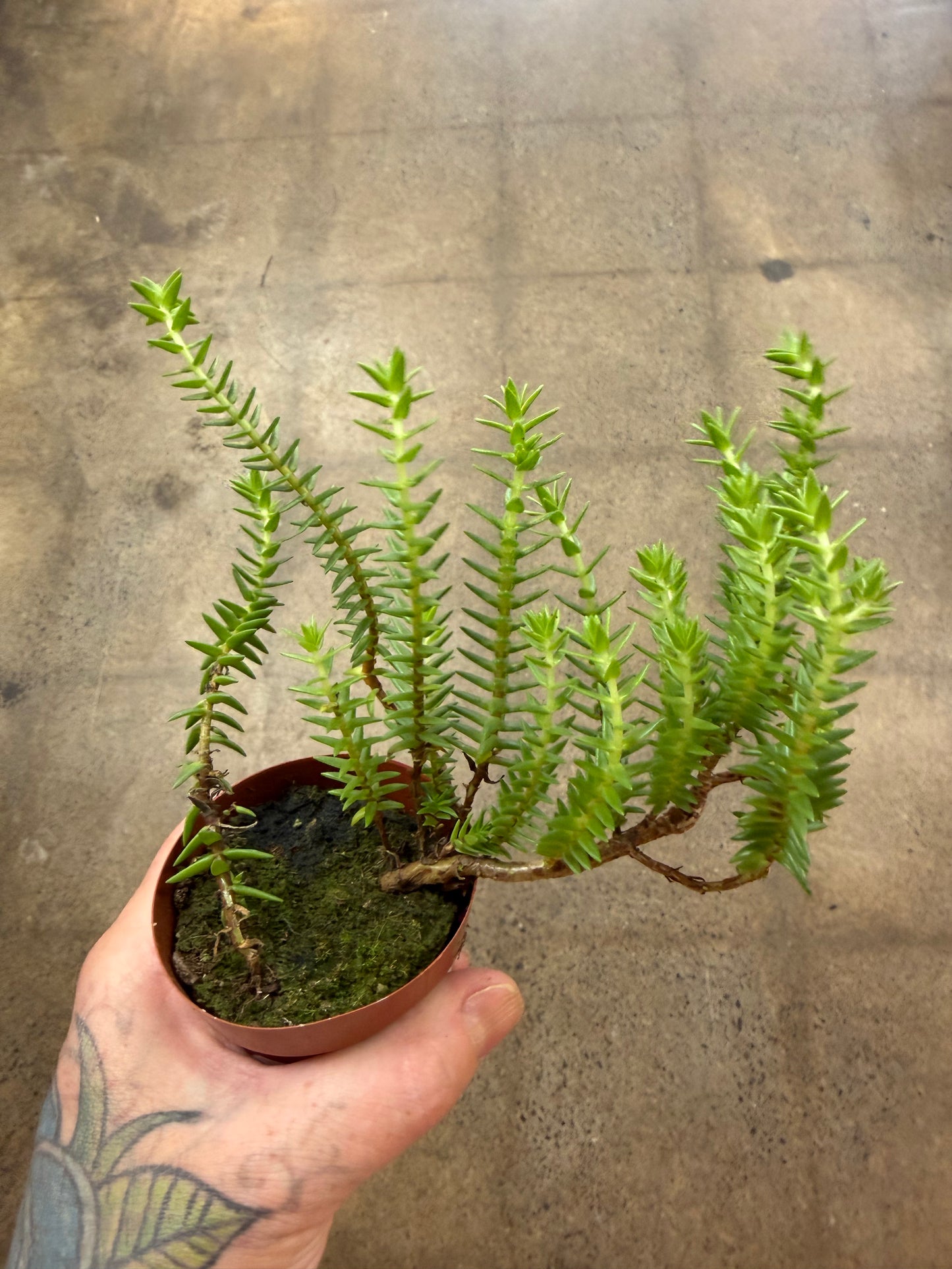 Crassula Dependens