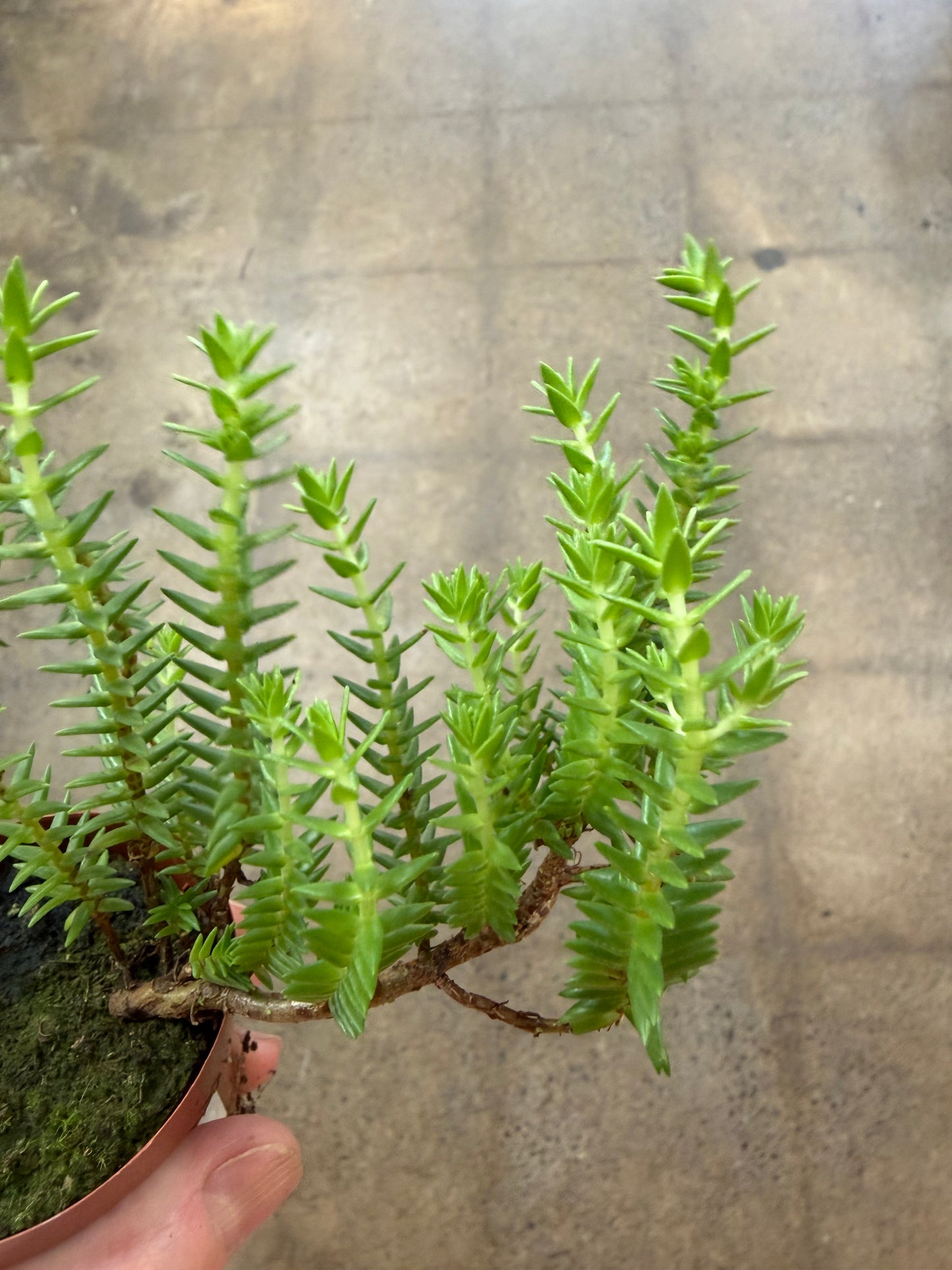 Crassula Dependens
