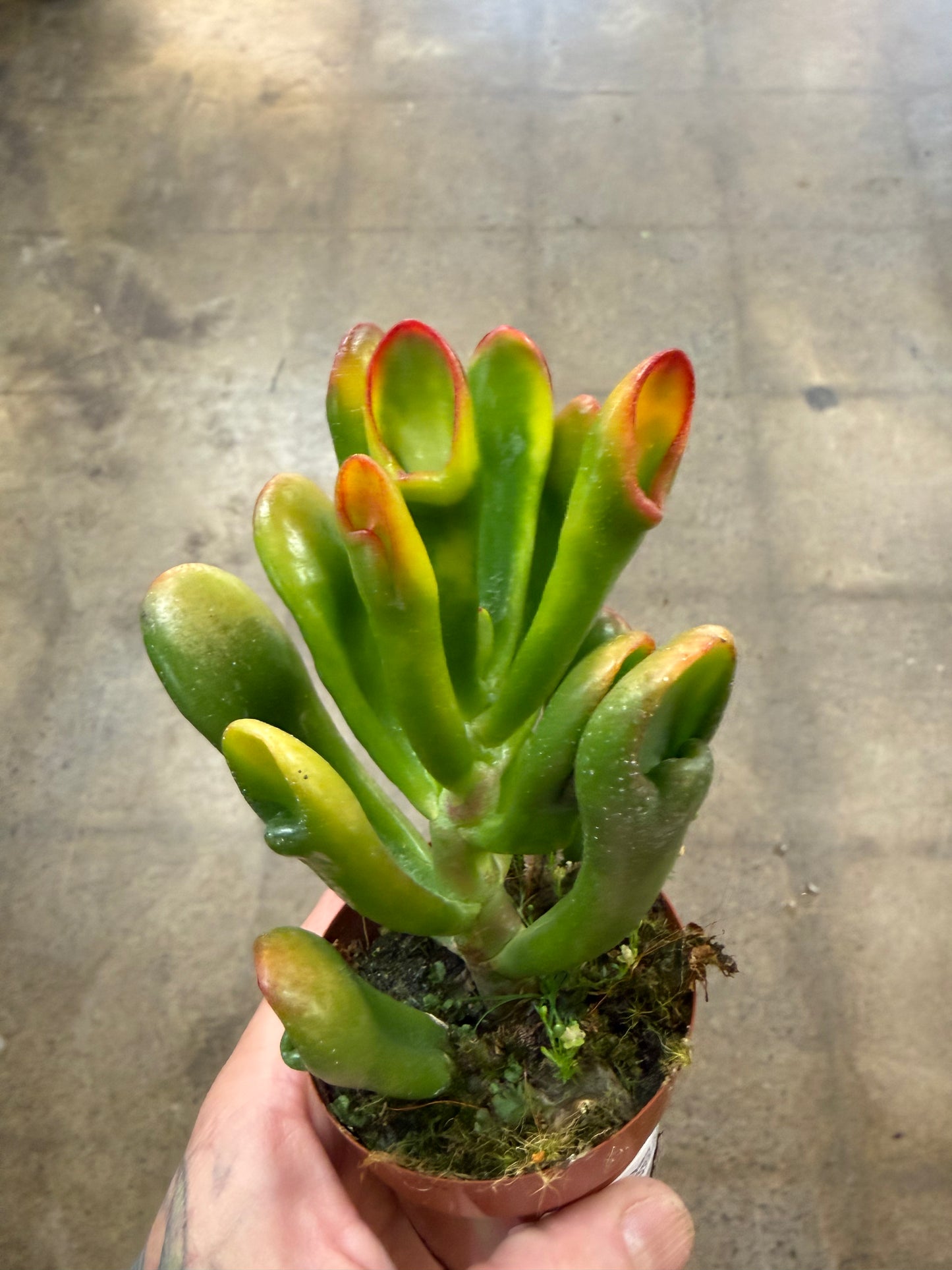 Crassula Ovata SV Horntree Tricolor